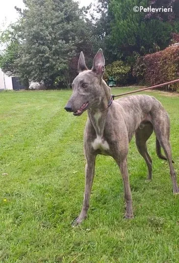 king adozione levrieri greyhound 3