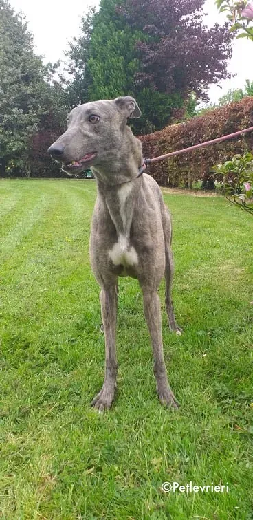 king adozione levrieri greyhound 4
