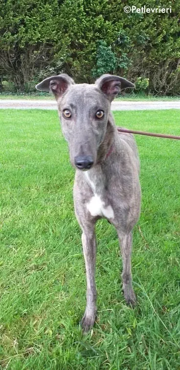 king adozione levrieri greyhound 5