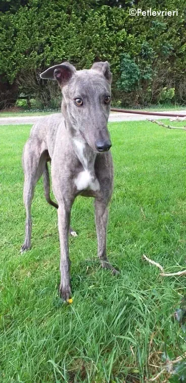 king adozione levrieri greyhound 6