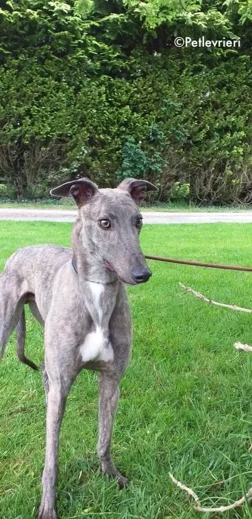 king adozione levrieri greyhound 7