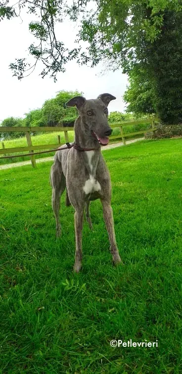 king adozione levrieri greyhound 8
