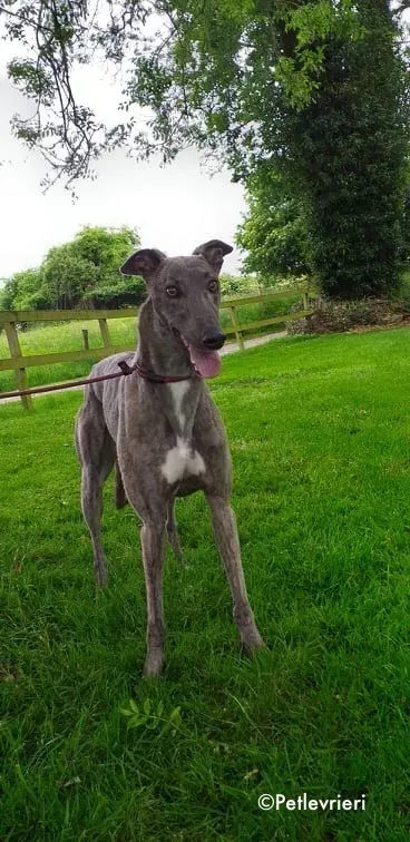 king adozione levrieri greyhound 9