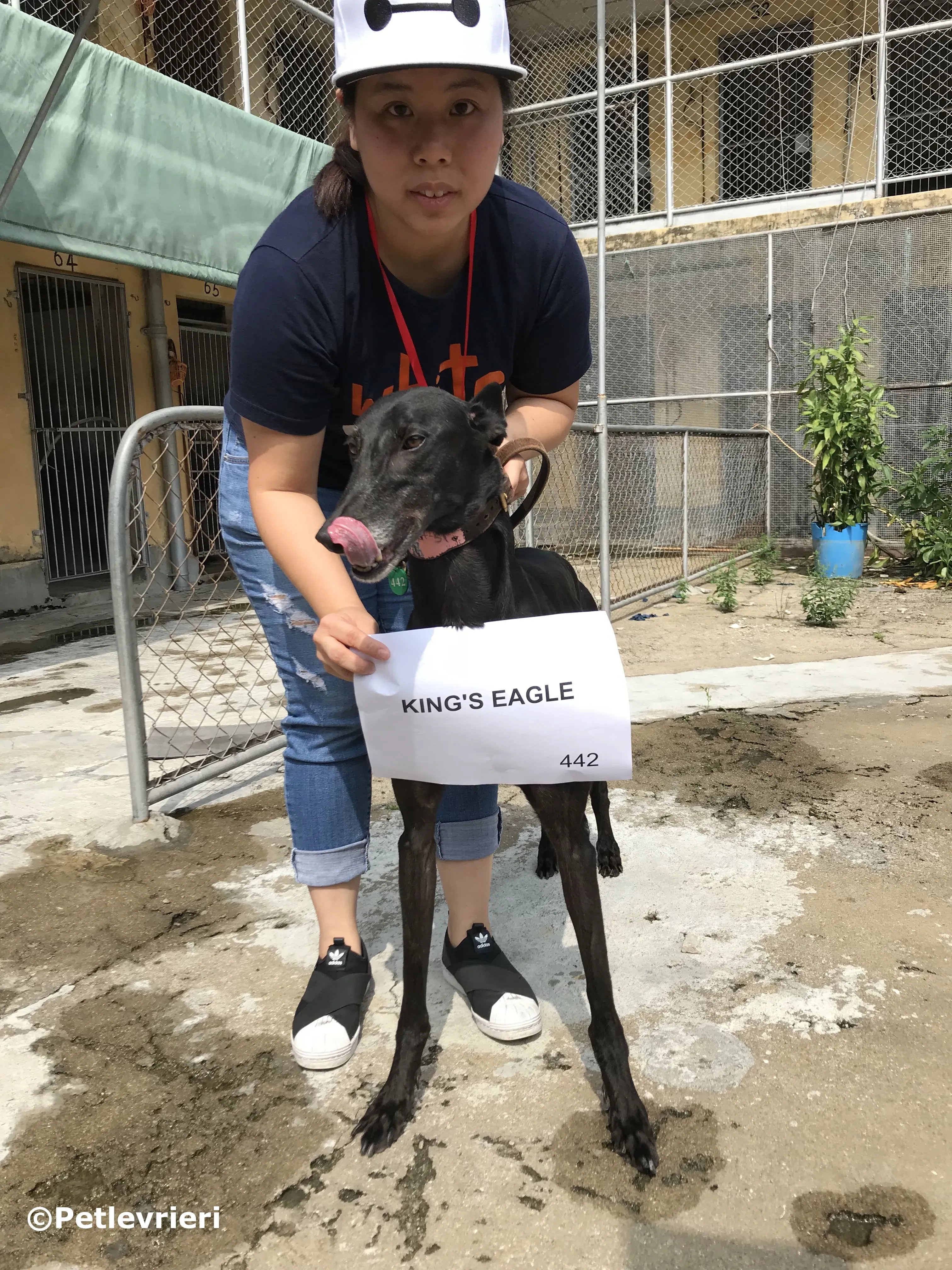 kings eagle adozione greyhound macao 1