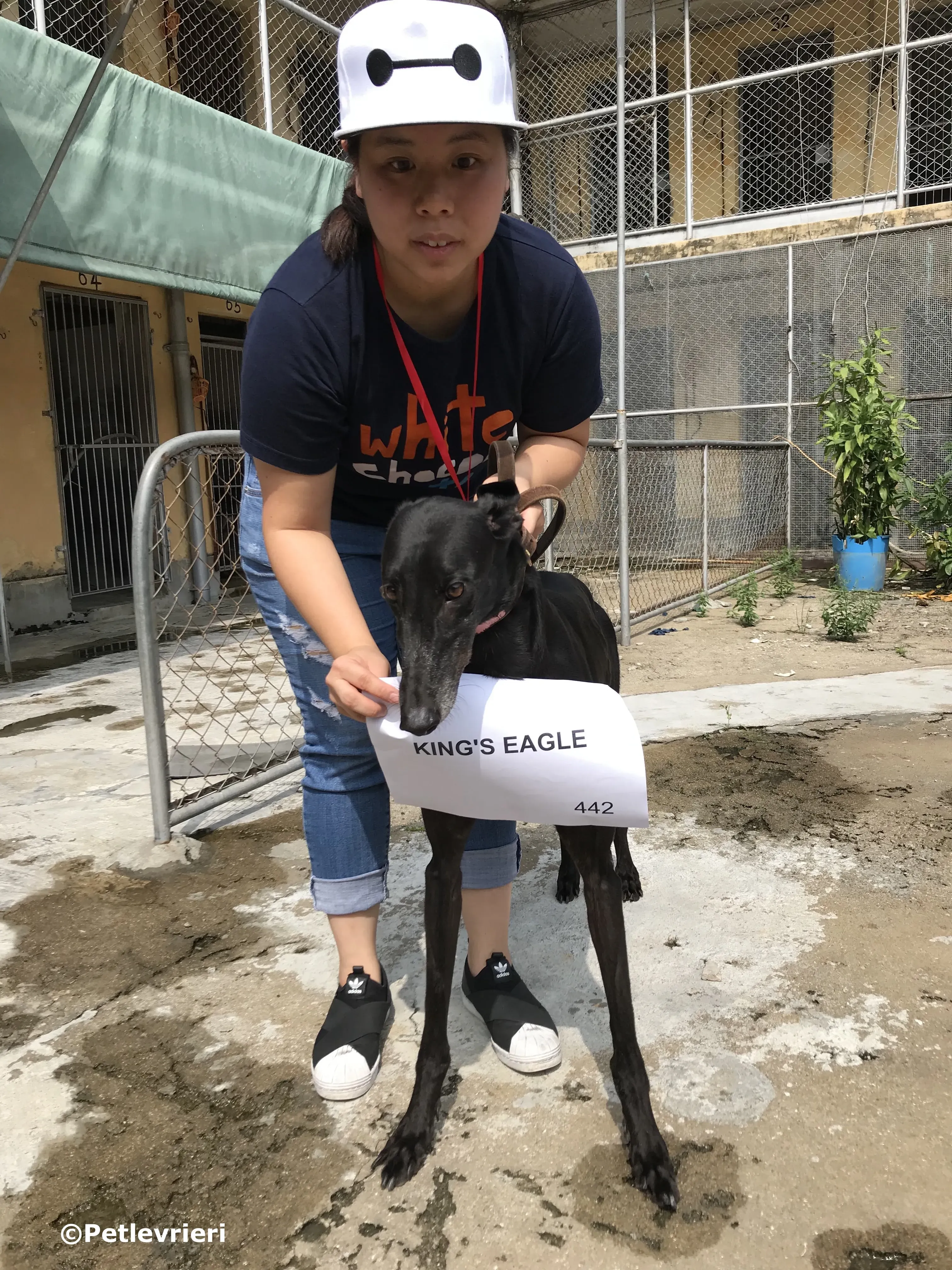 kings eagle adozione greyhound macao 2