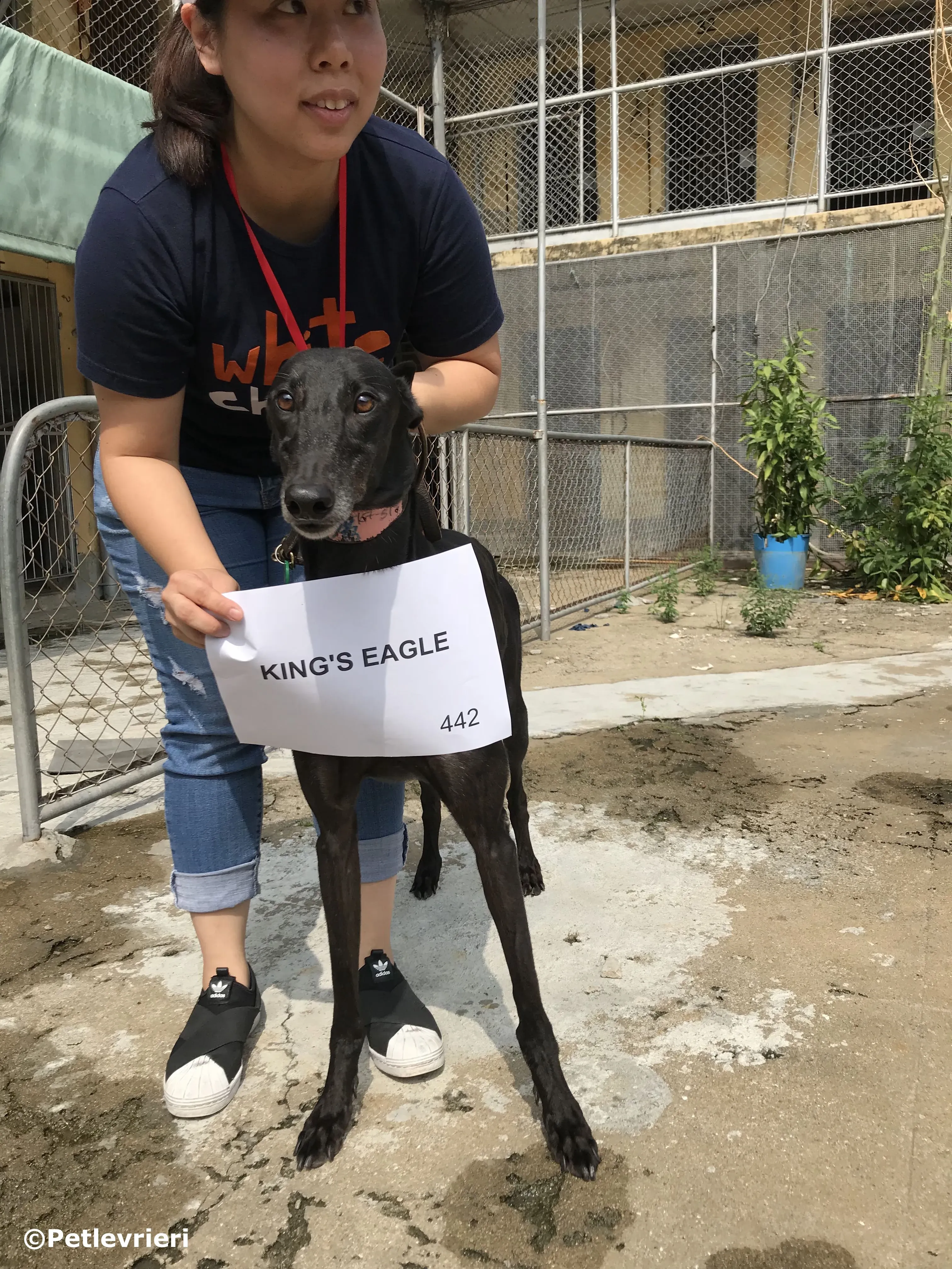 kings eagle adozione greyhound macao 3