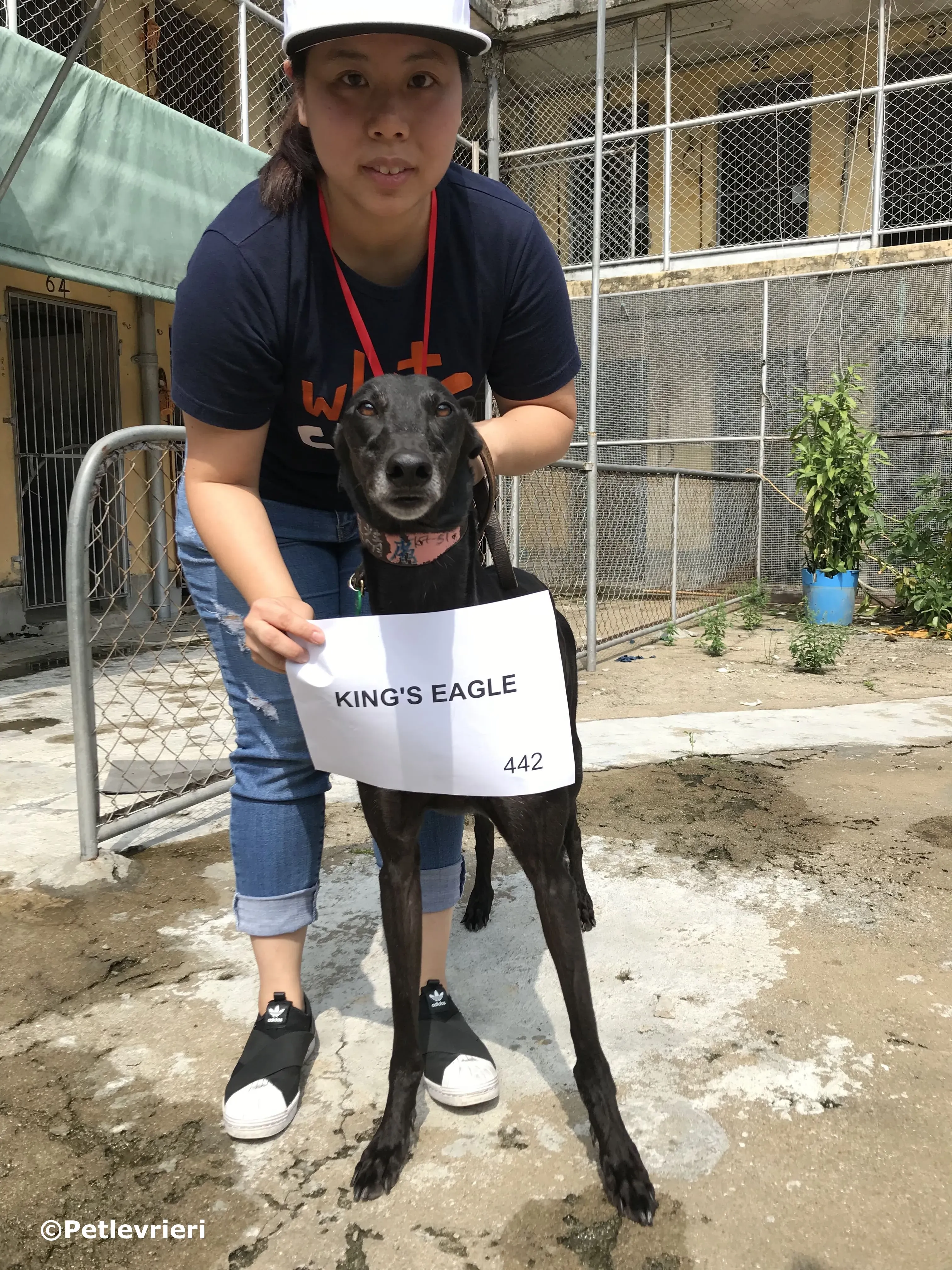 kings eagle adozione greyhound macao 4