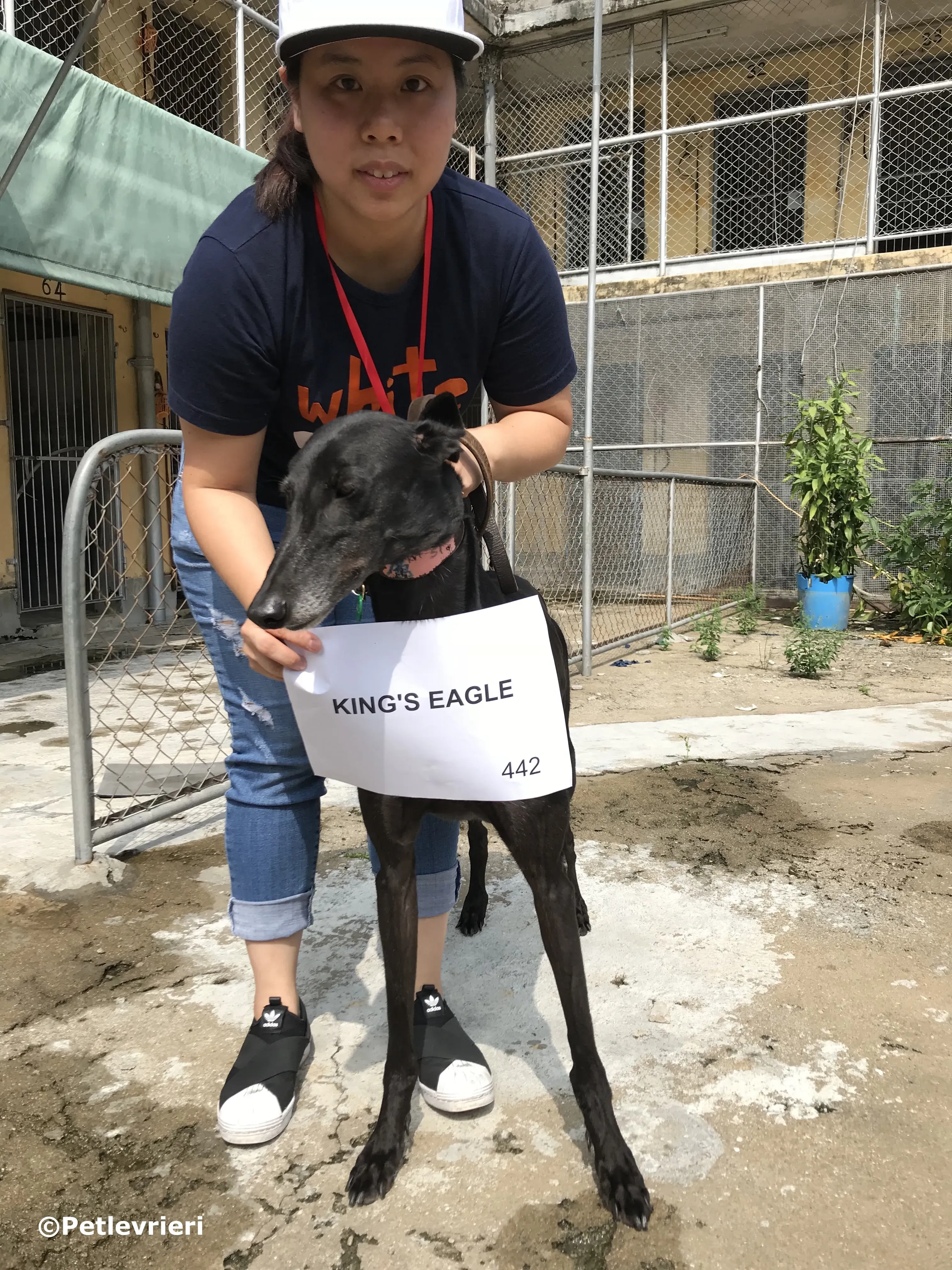 kings eagle adozione greyhound macao 5