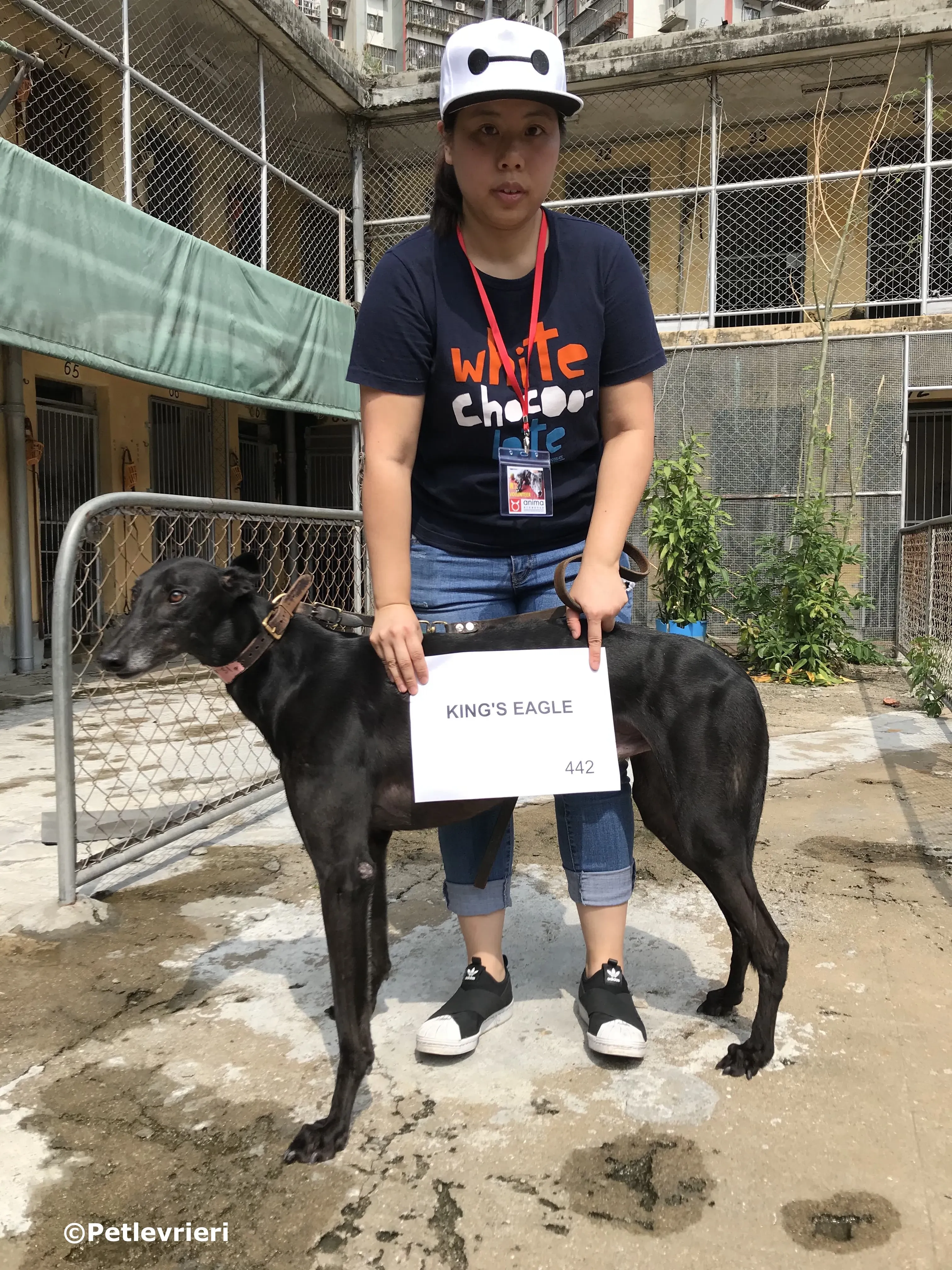 kings eagle adozione greyhound macao 6