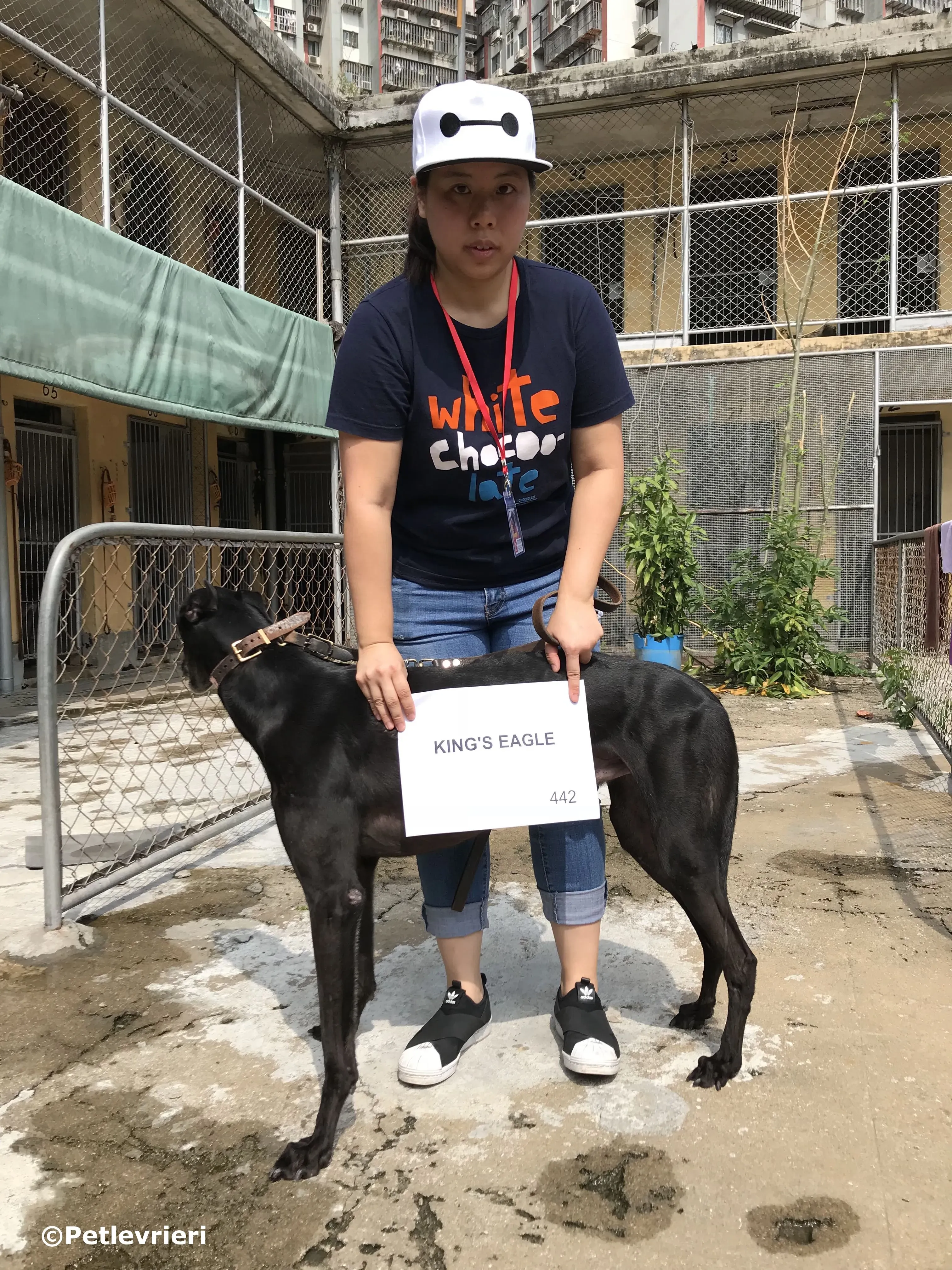 kings eagle adozione greyhound macao 7