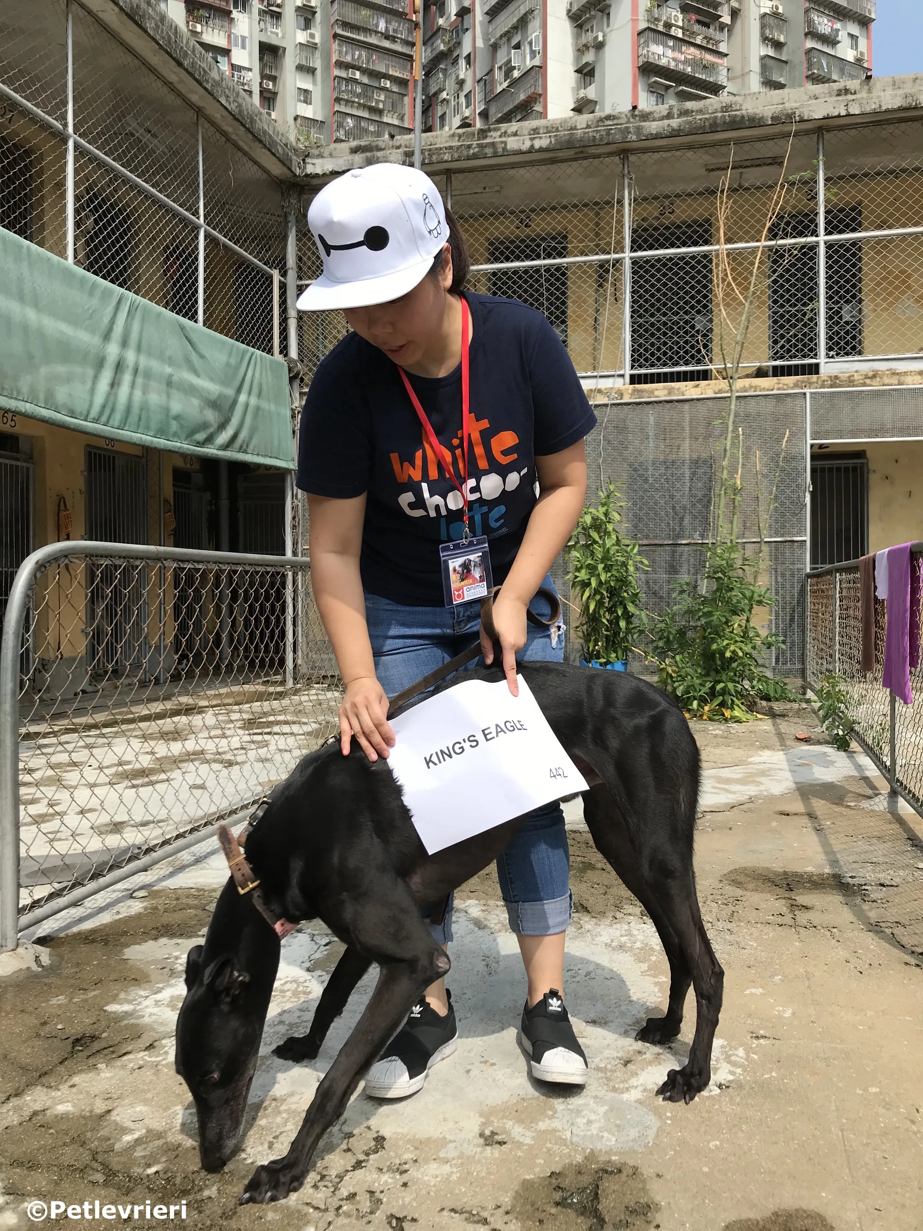 kings eagle adozione greyhound macao 8