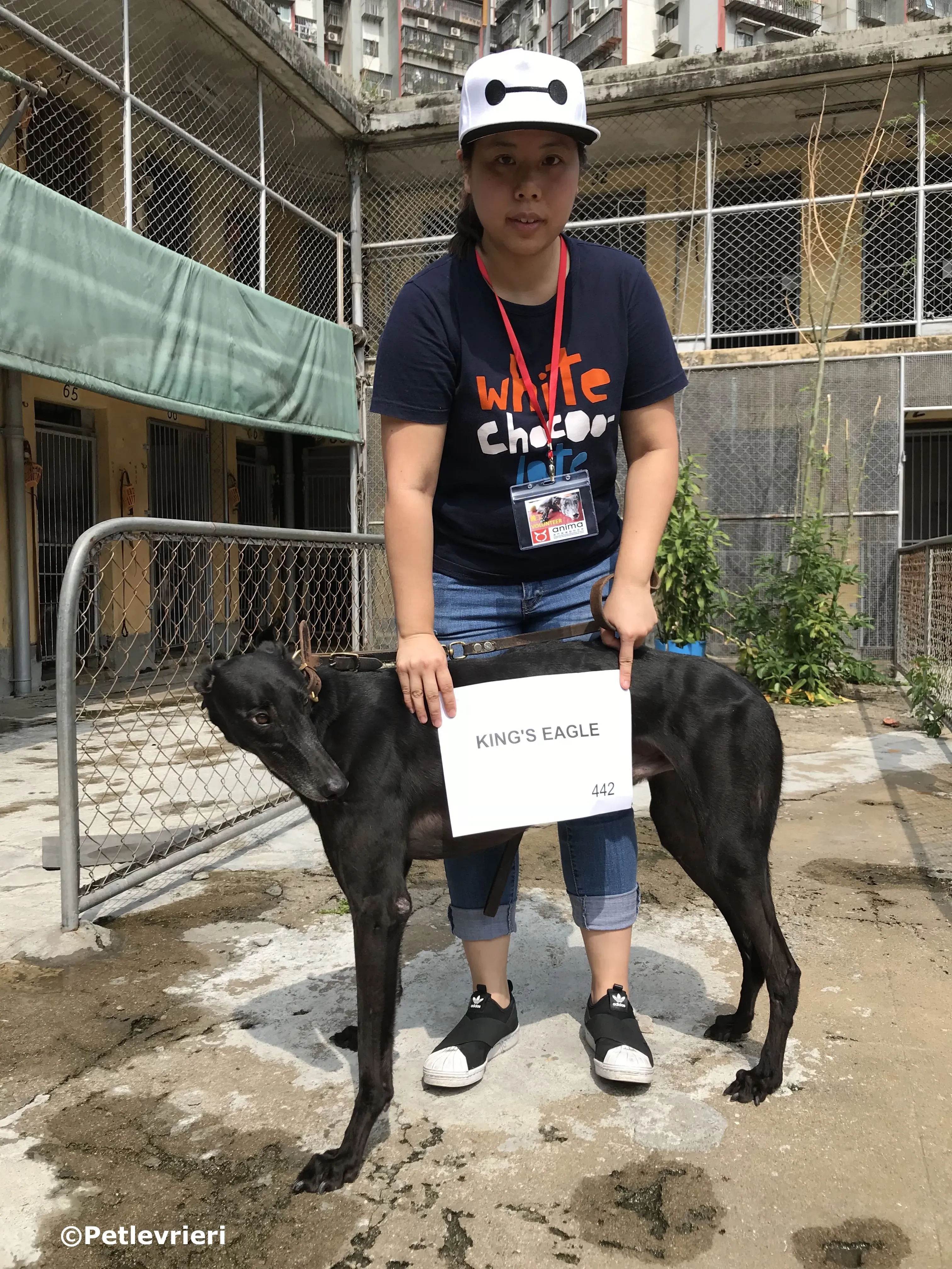 kings eagle adozione greyhound macao 9