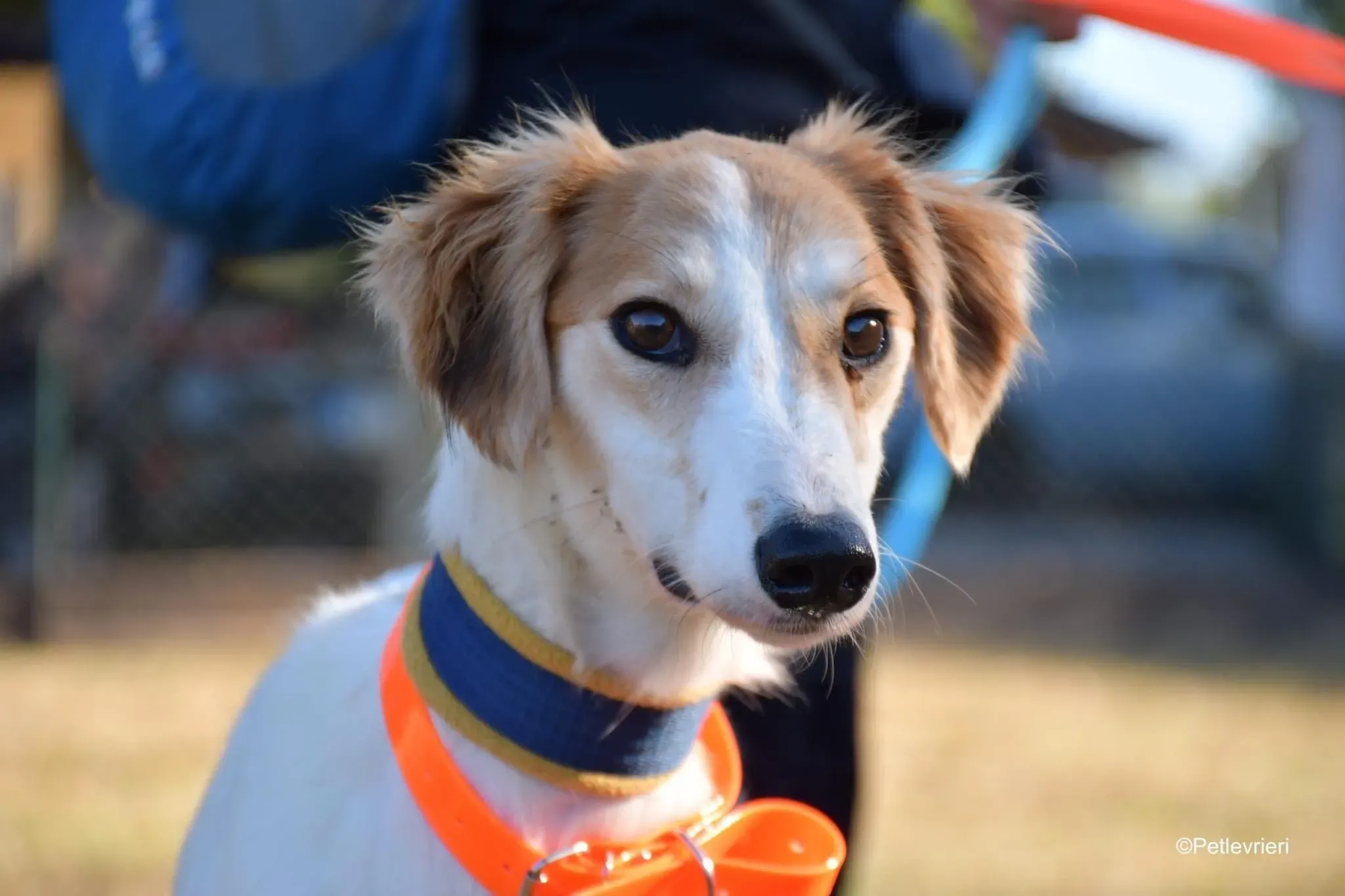 kira galga pet levrieri felici casa