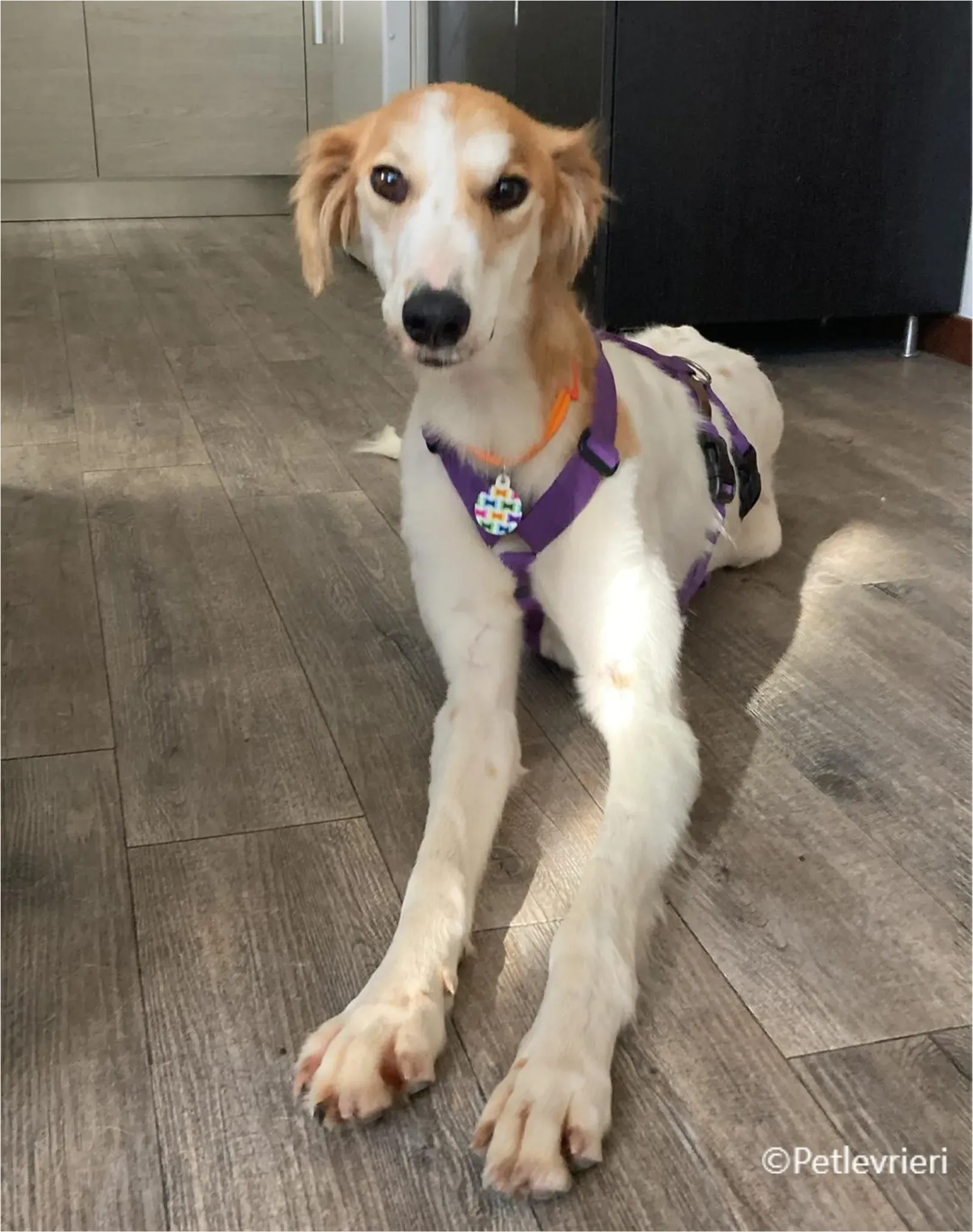 kira galga pet levrieri felici casa1