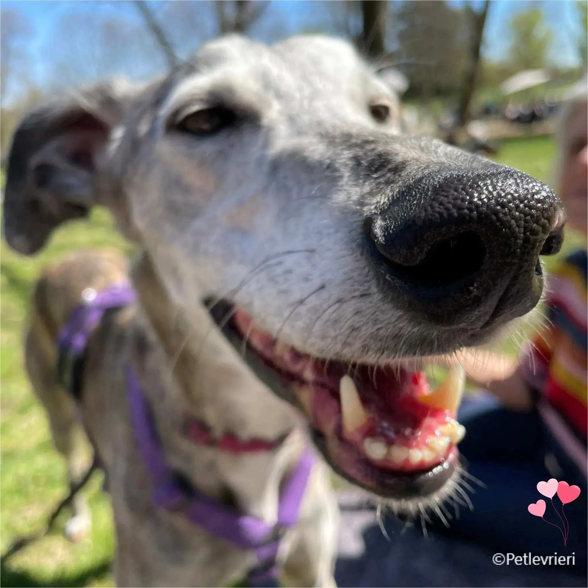 kira galga pet levrieri felici casa10