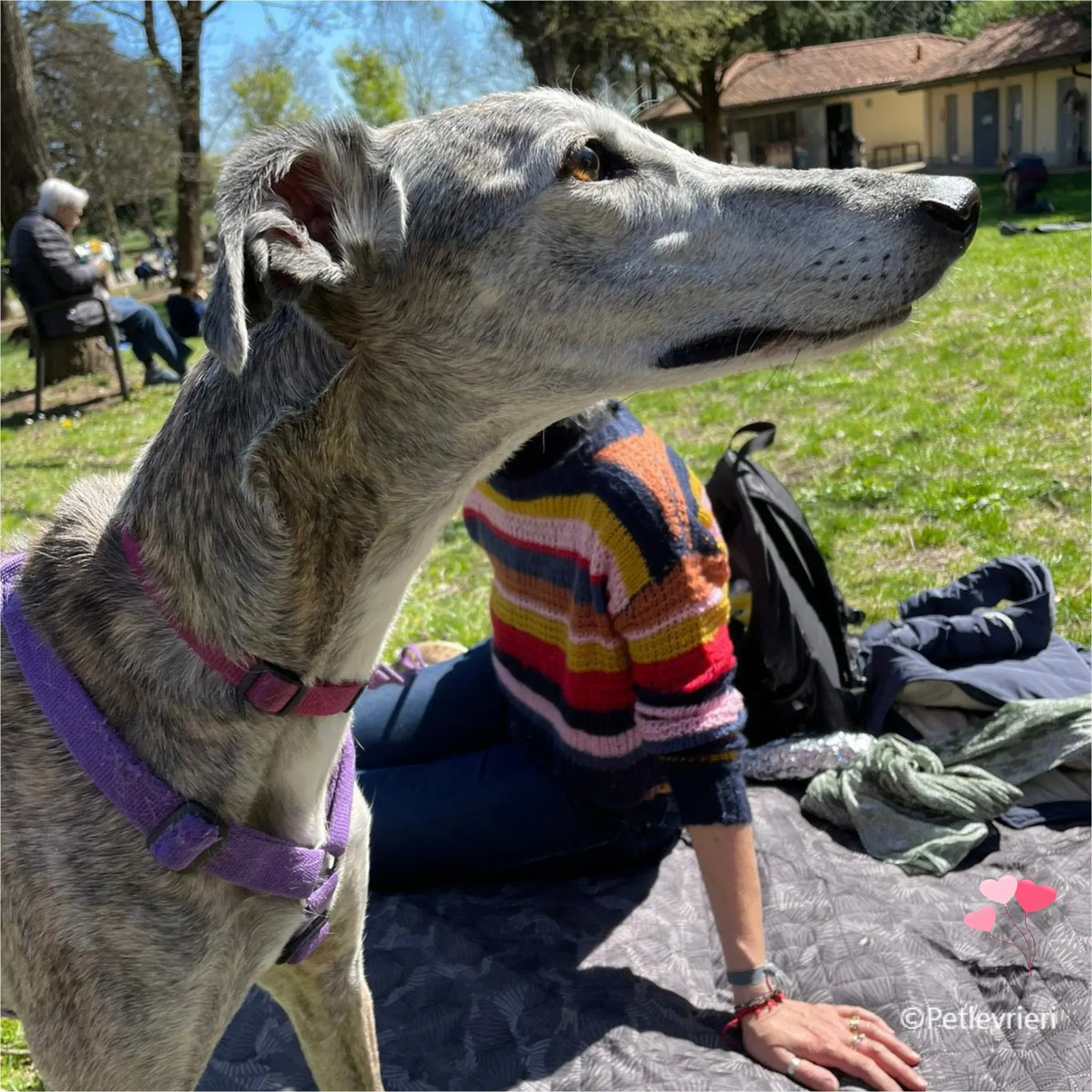 kira galga pet levrieri felici casa11