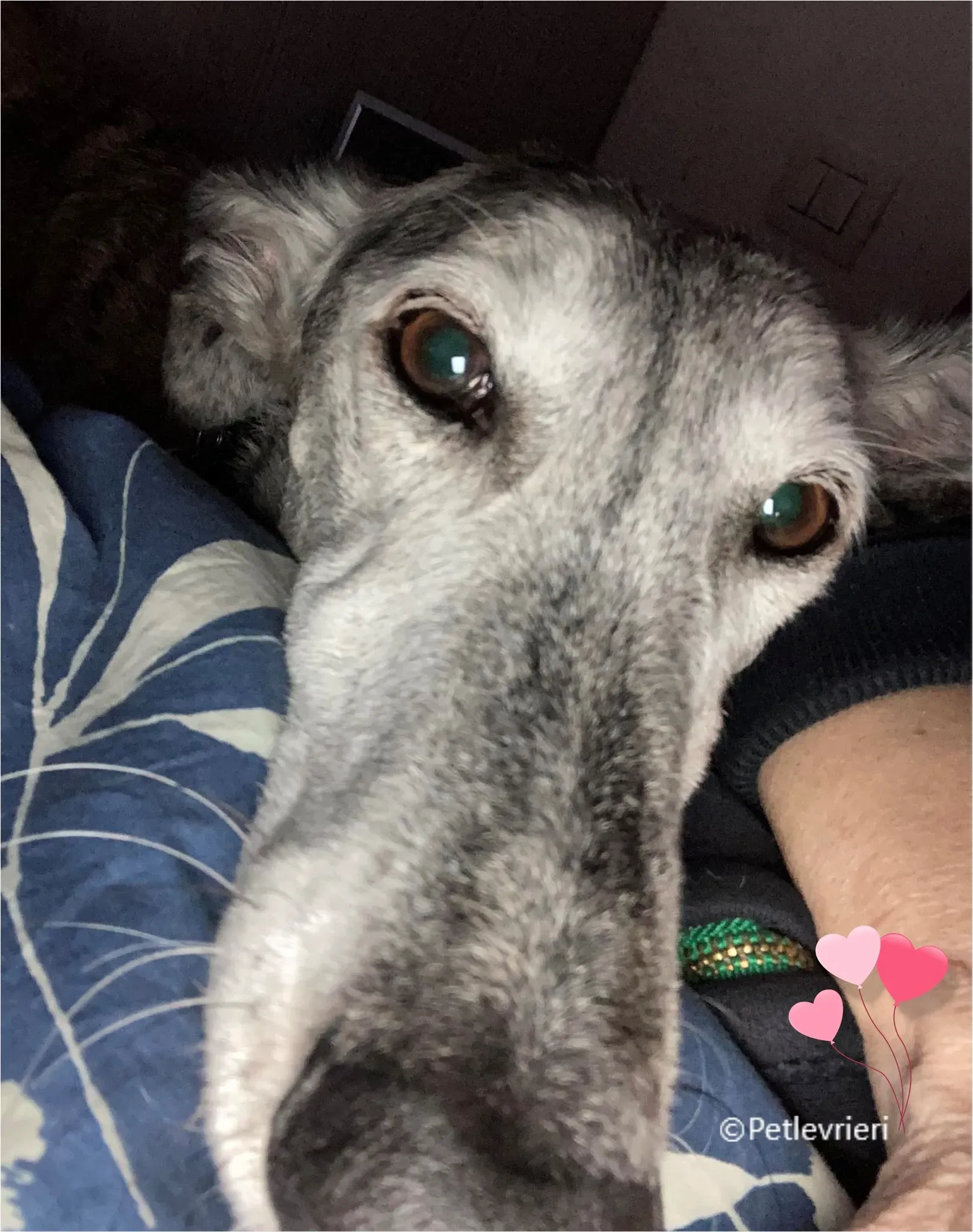 kira galga pet levrieri felici casa12