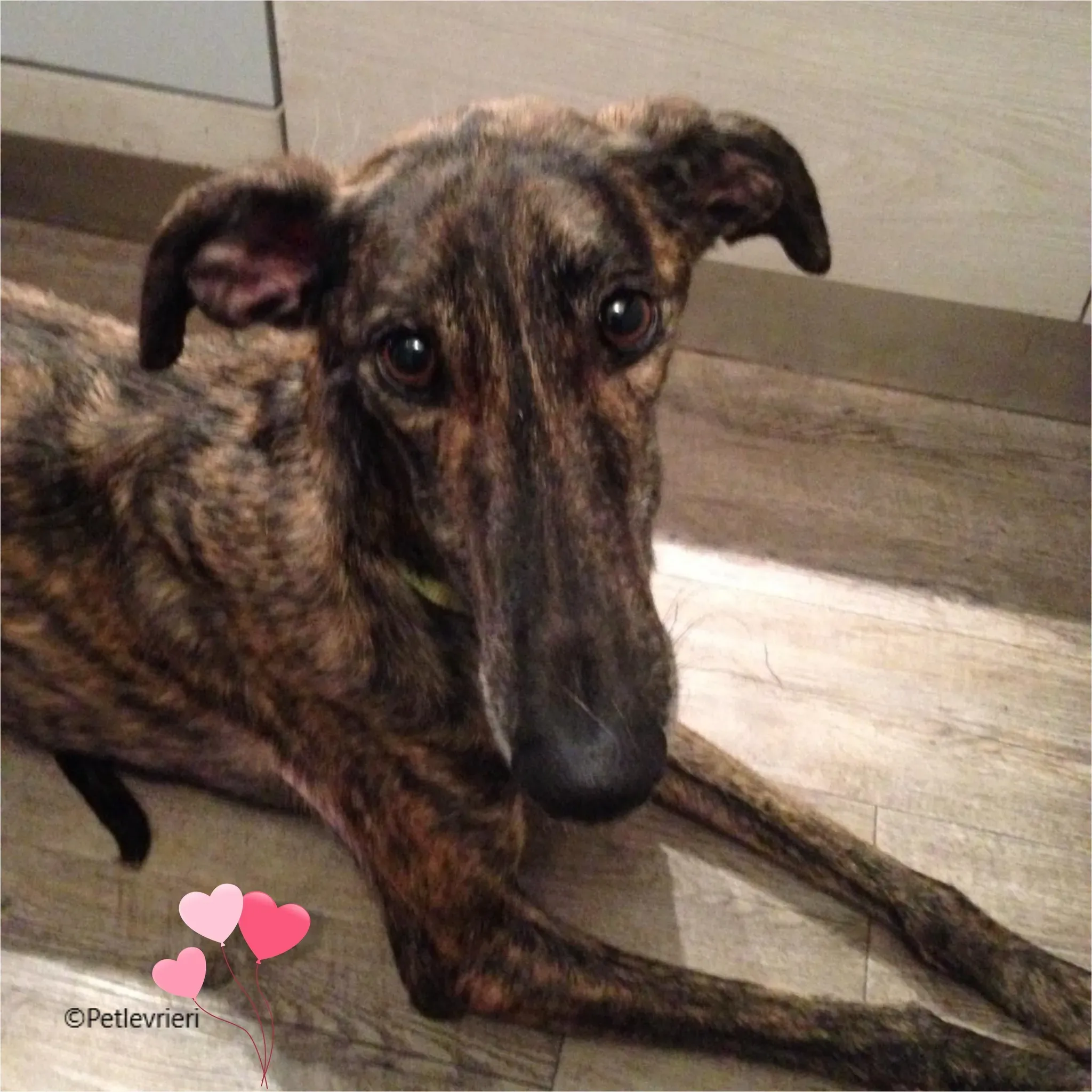 kira galga pet levrieri felici casa13