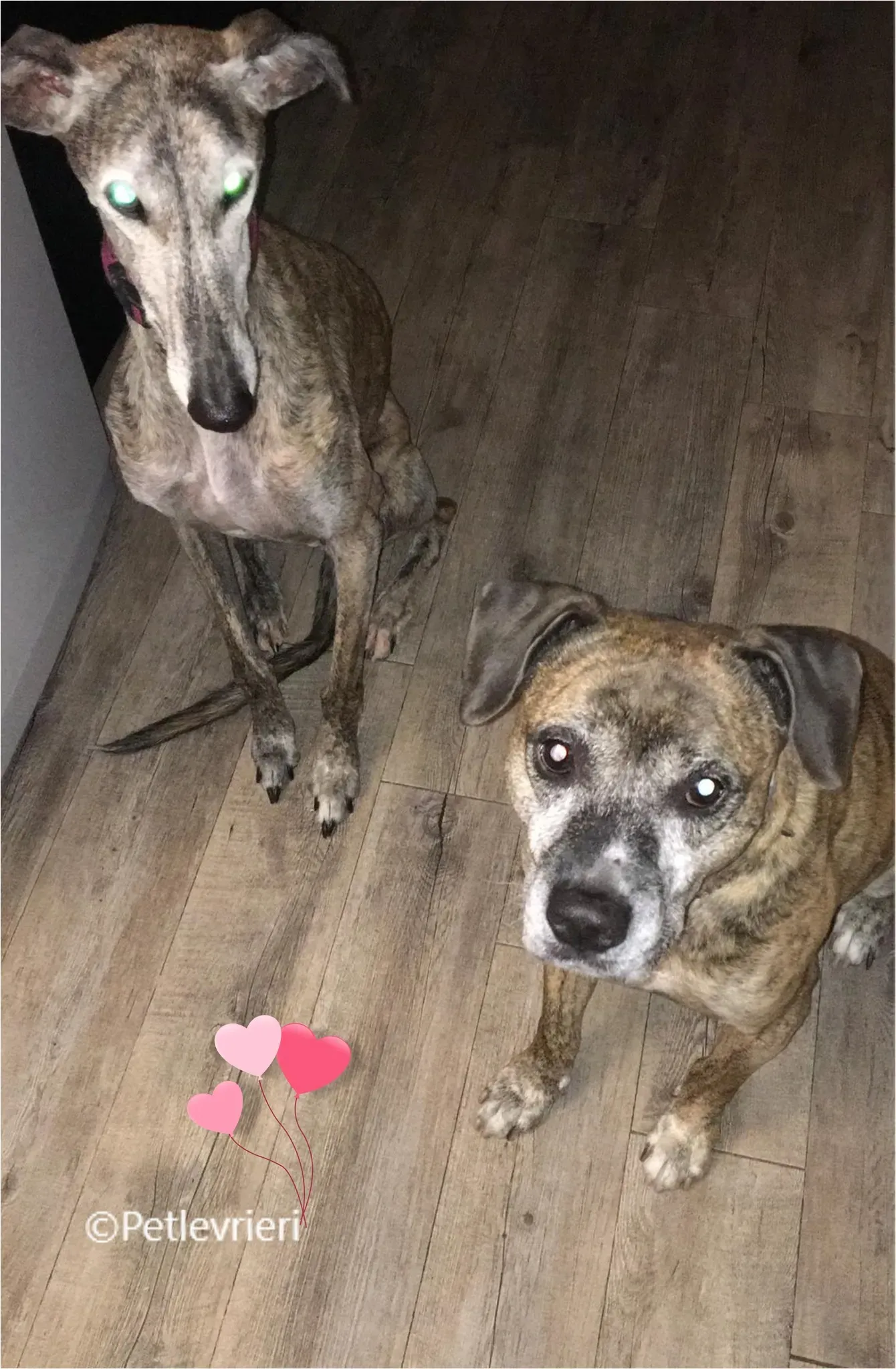 kira galga pet levrieri felici casa14