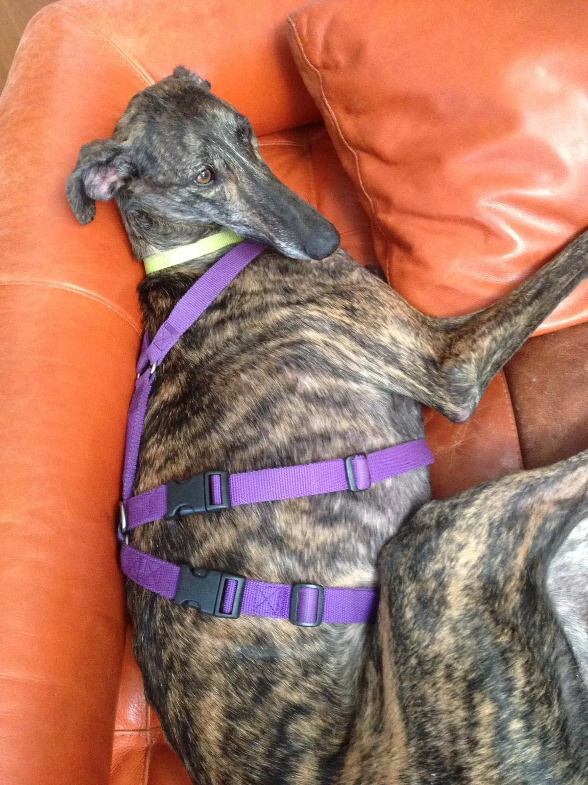 kira galga pet levrieri felici casa15