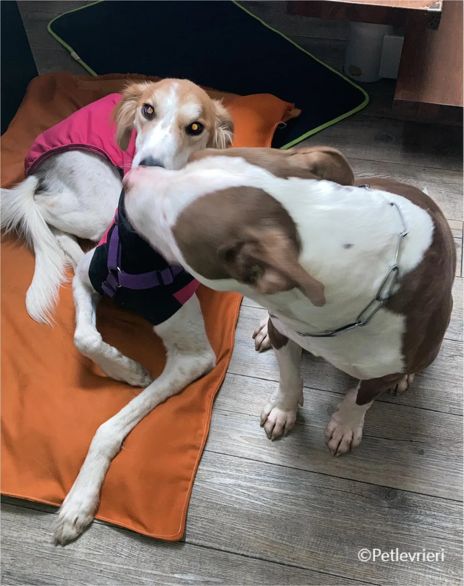 kira galga pet levrieri felici casa2