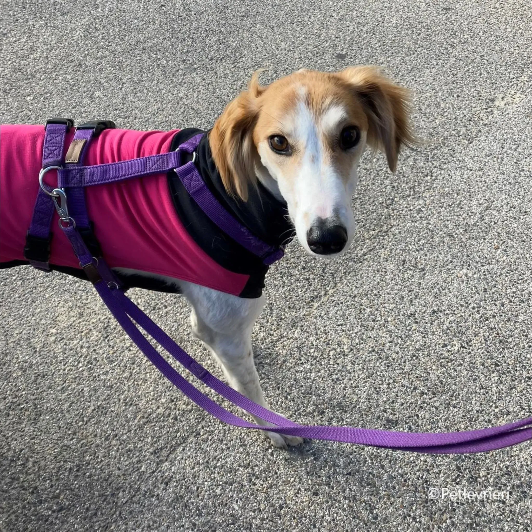 kira galga pet levrieri felici casa3