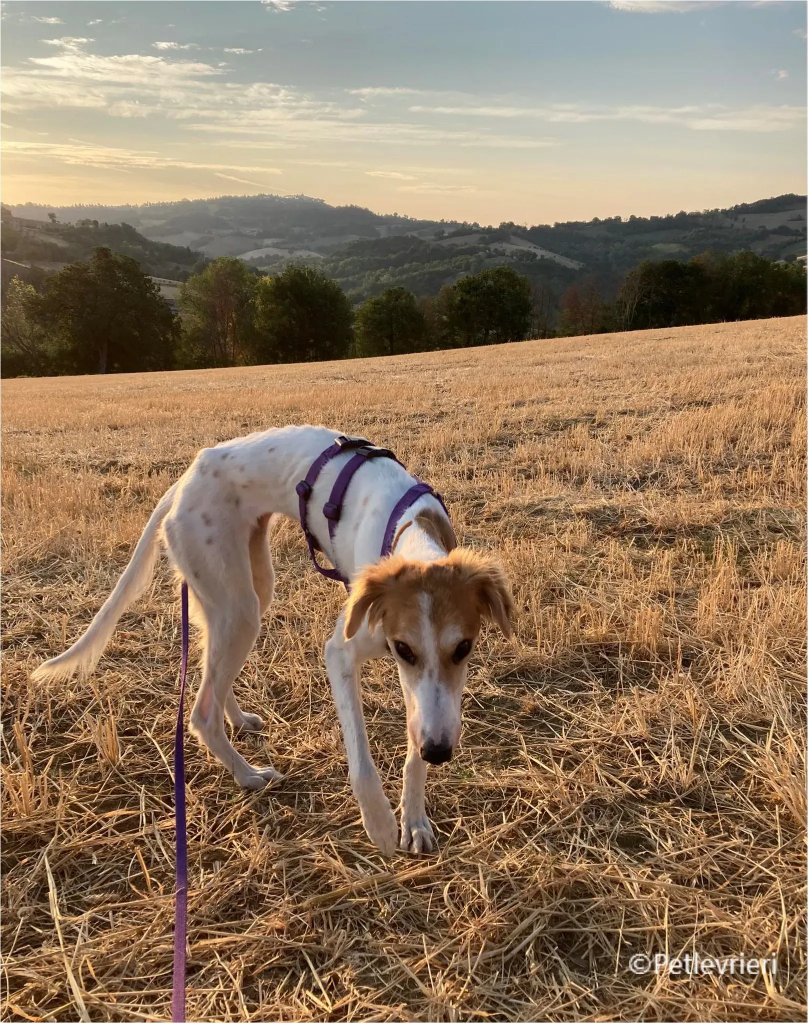 kira galga pet levrieri felici casa4