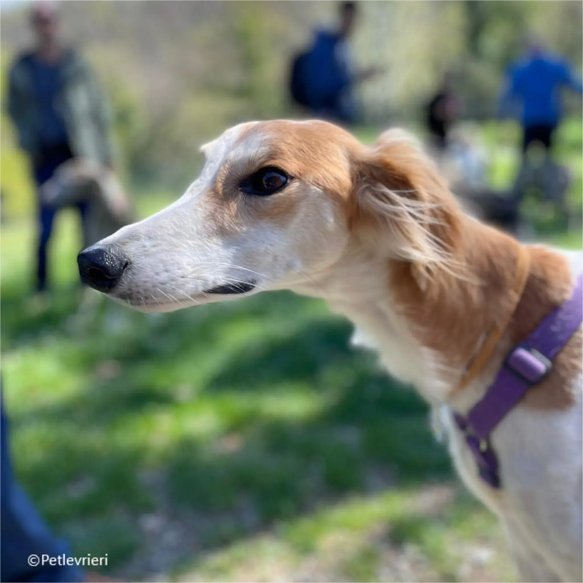 kira galga pet levrieri felici casa5