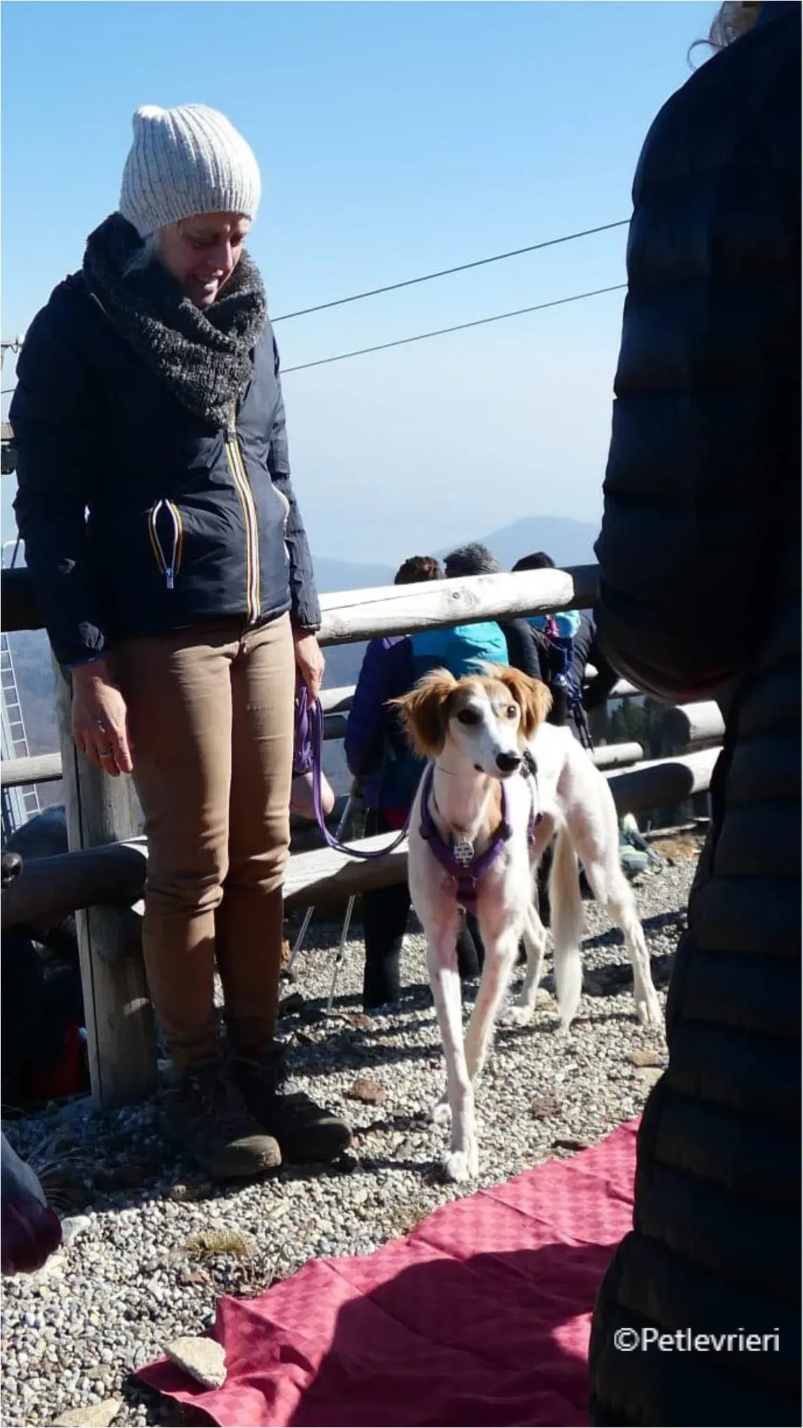 kira galga pet levrieri felici casa6