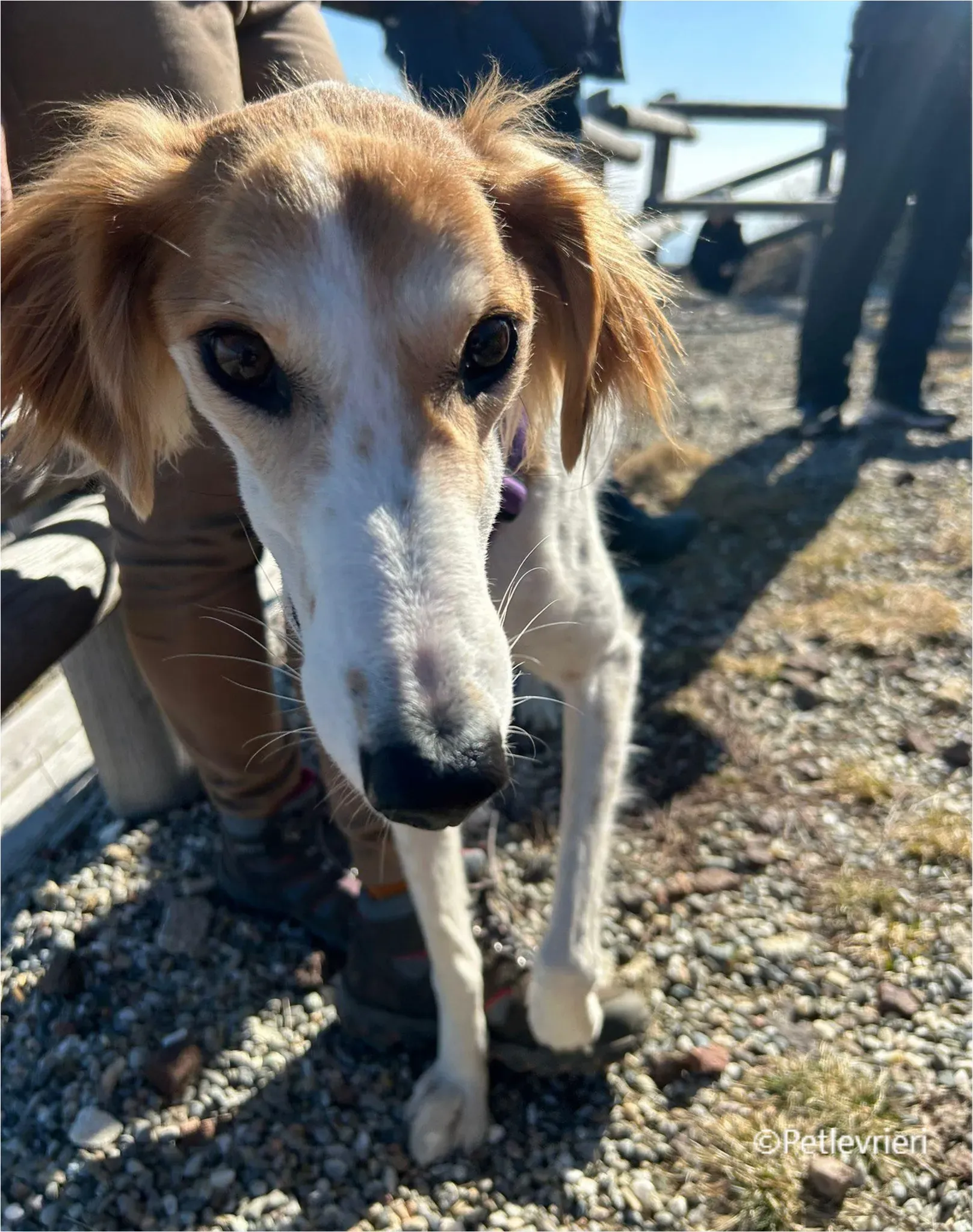 kira galga pet levrieri felici casa7