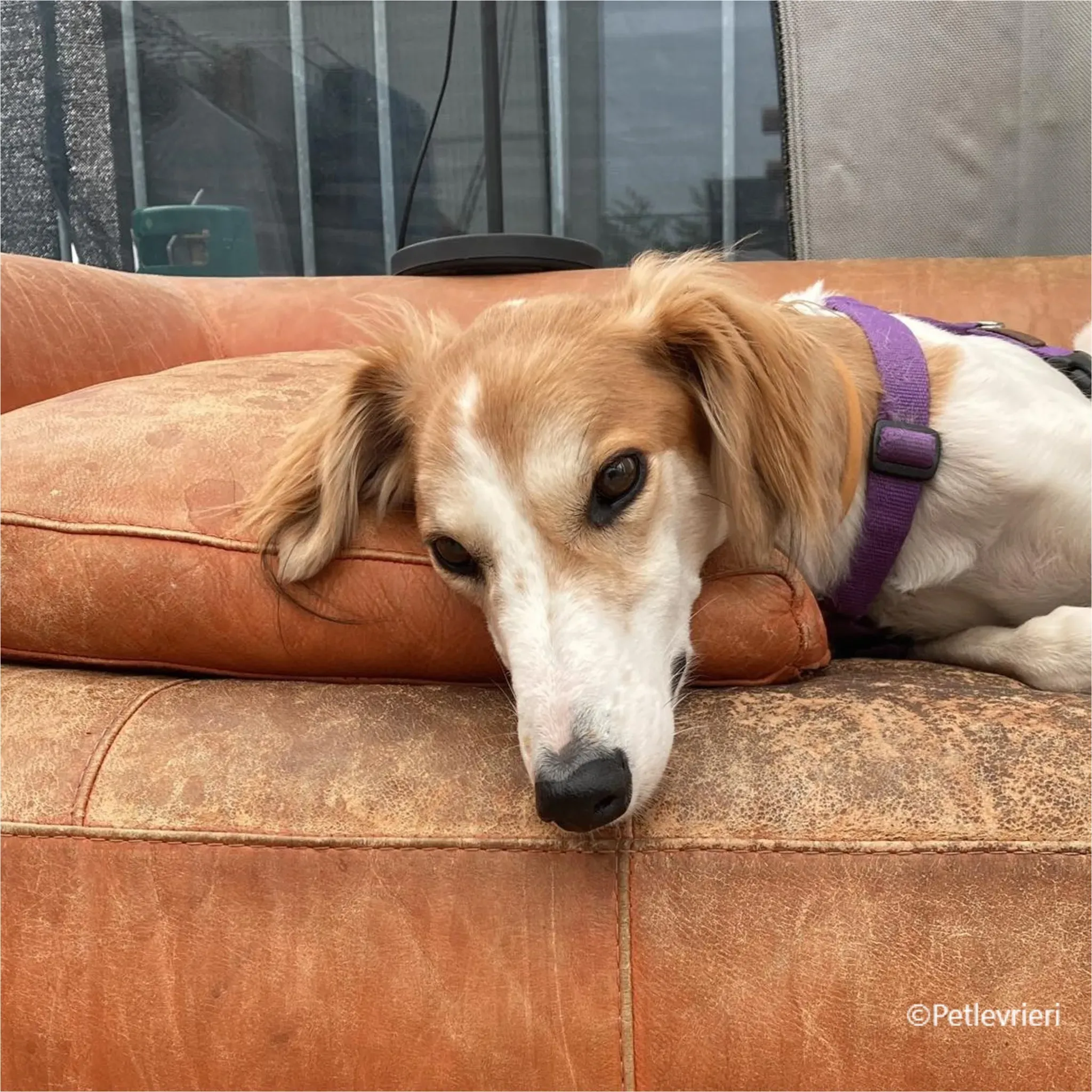 kira galga pet levrieri felici casa8