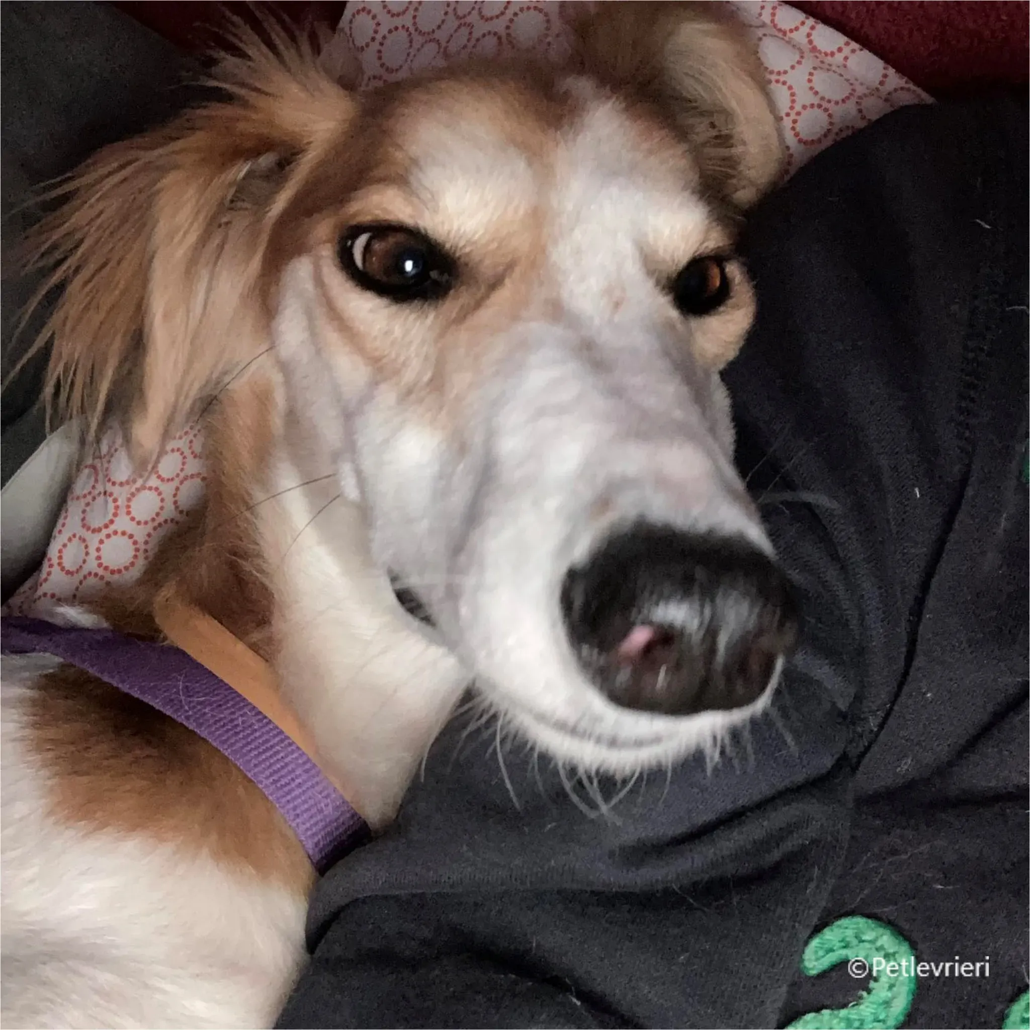 kira galga pet levrieri felici casa9