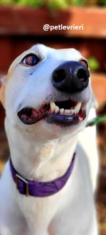 kite adozione greyhound 1