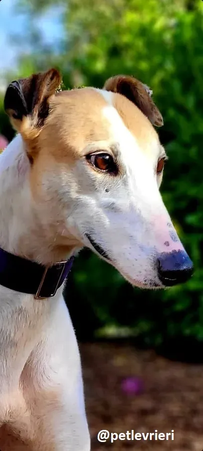 kite adozione greyhound 2