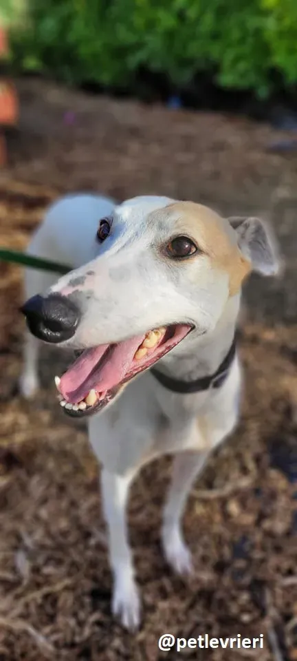 kite adozione greyhound 3