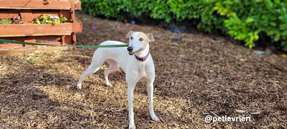 kite adozione greyhound 4