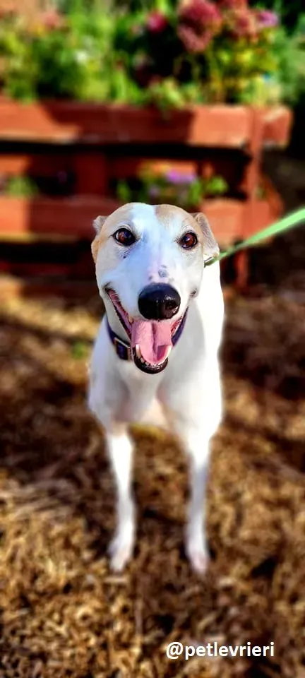 kite adozione greyhound 5