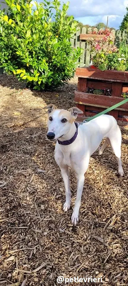 kite adozione greyhound 6