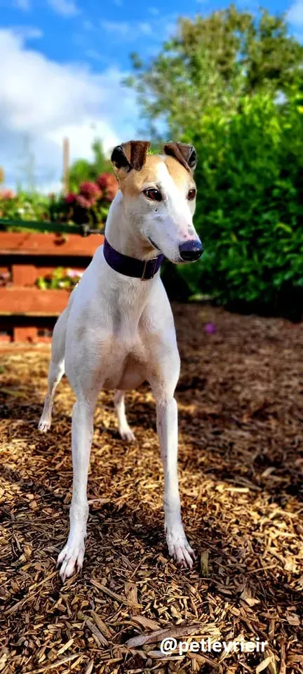 kite adozione greyhound 7