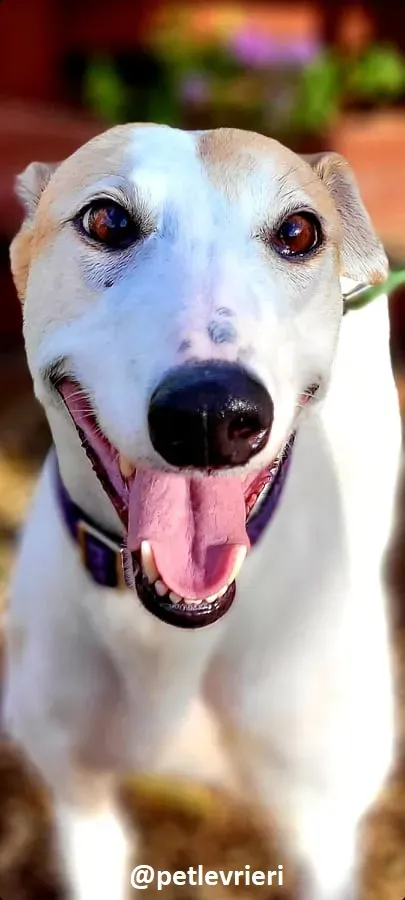 kite adozione greyhound