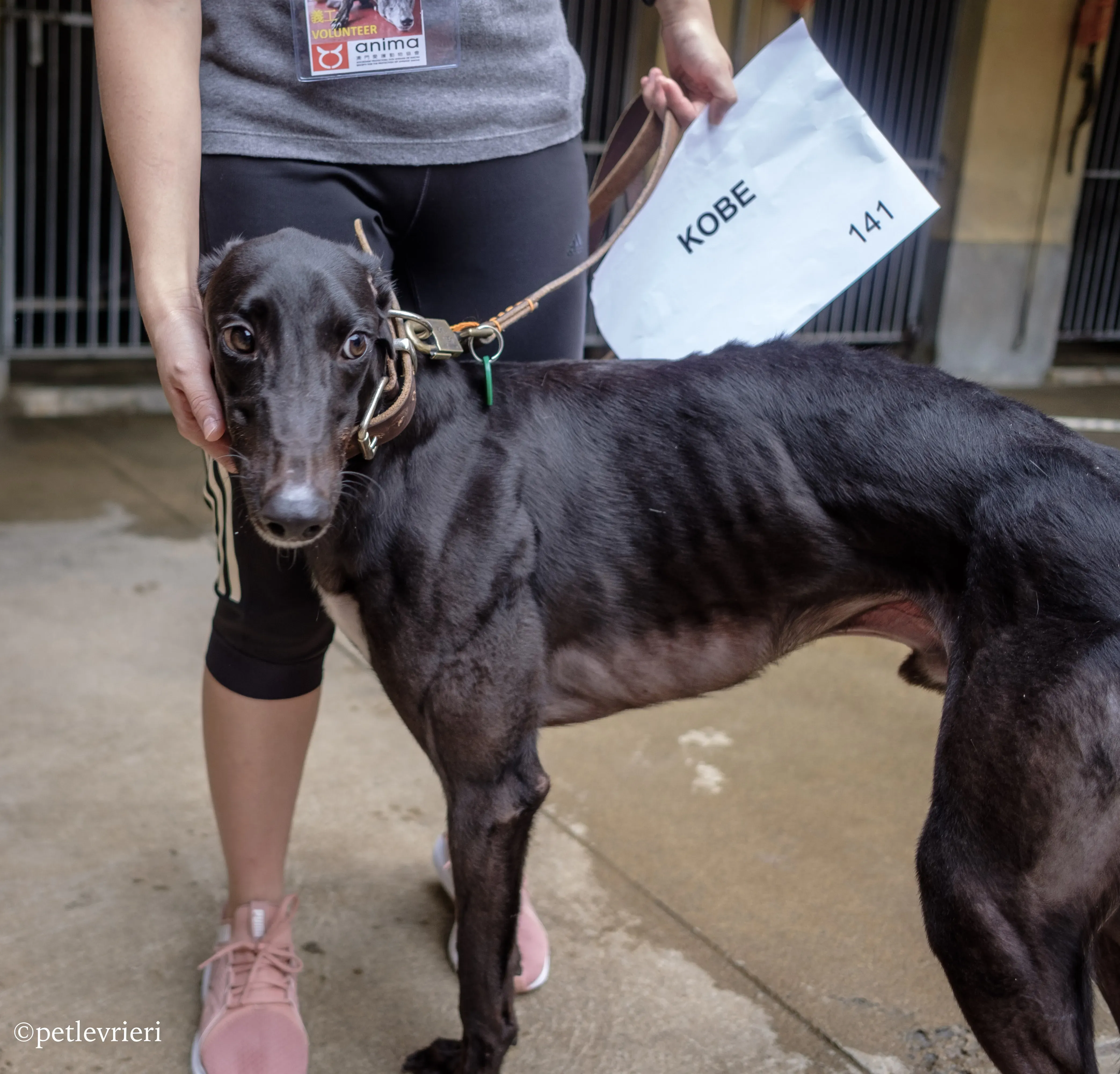 kobe adozione greyhound macao 1