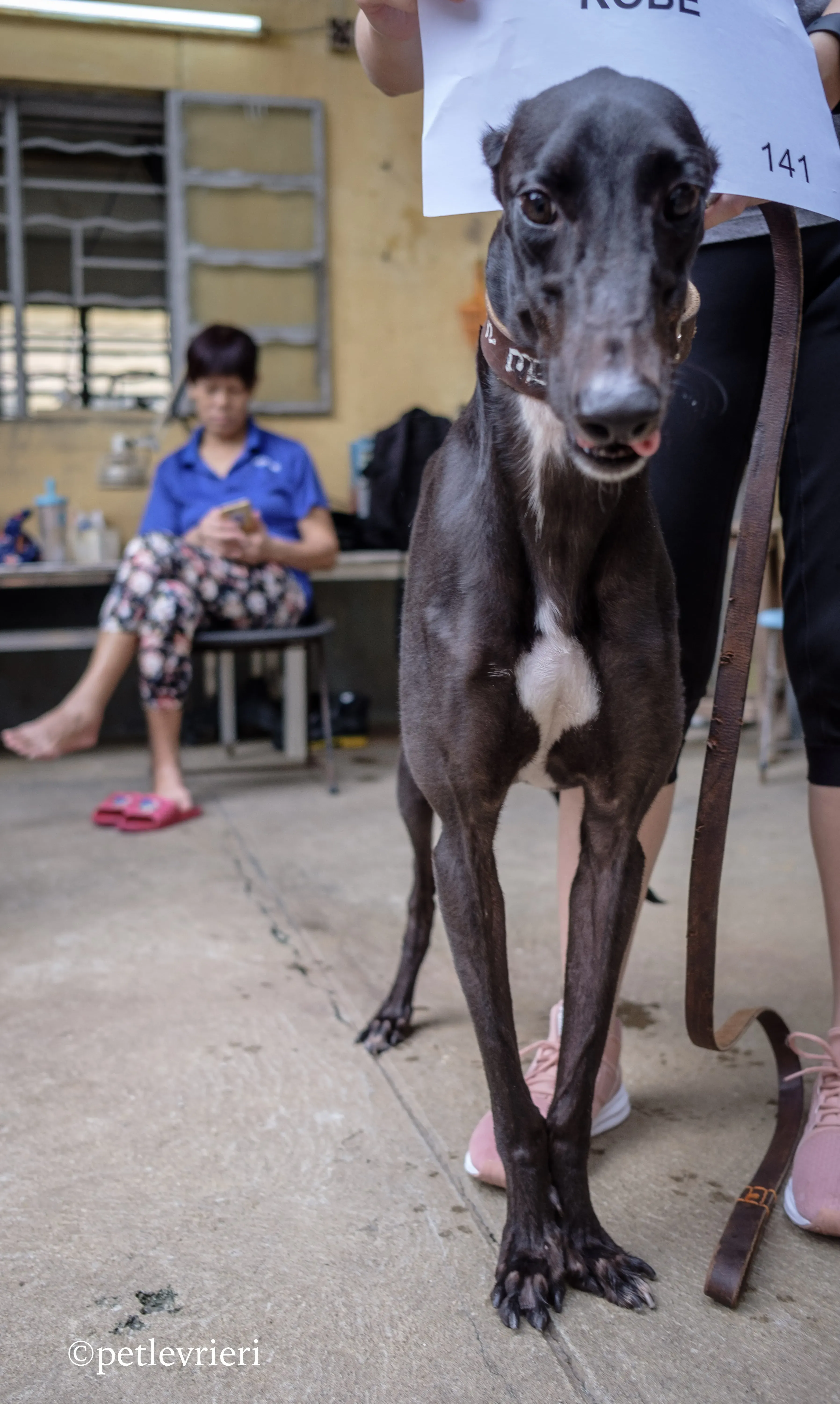 kobe adozione greyhound macao 10