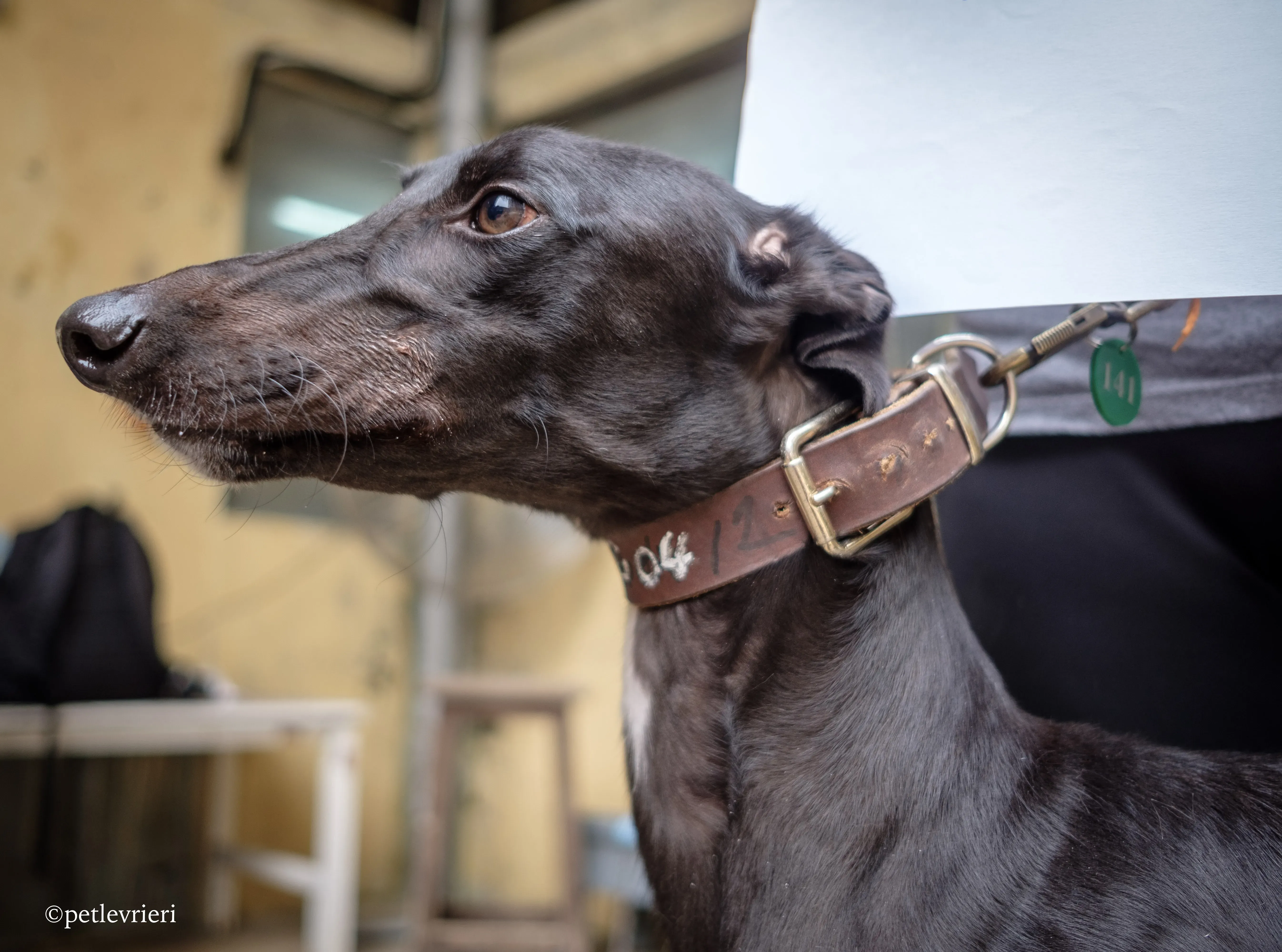 kobe adozione greyhound macao 11