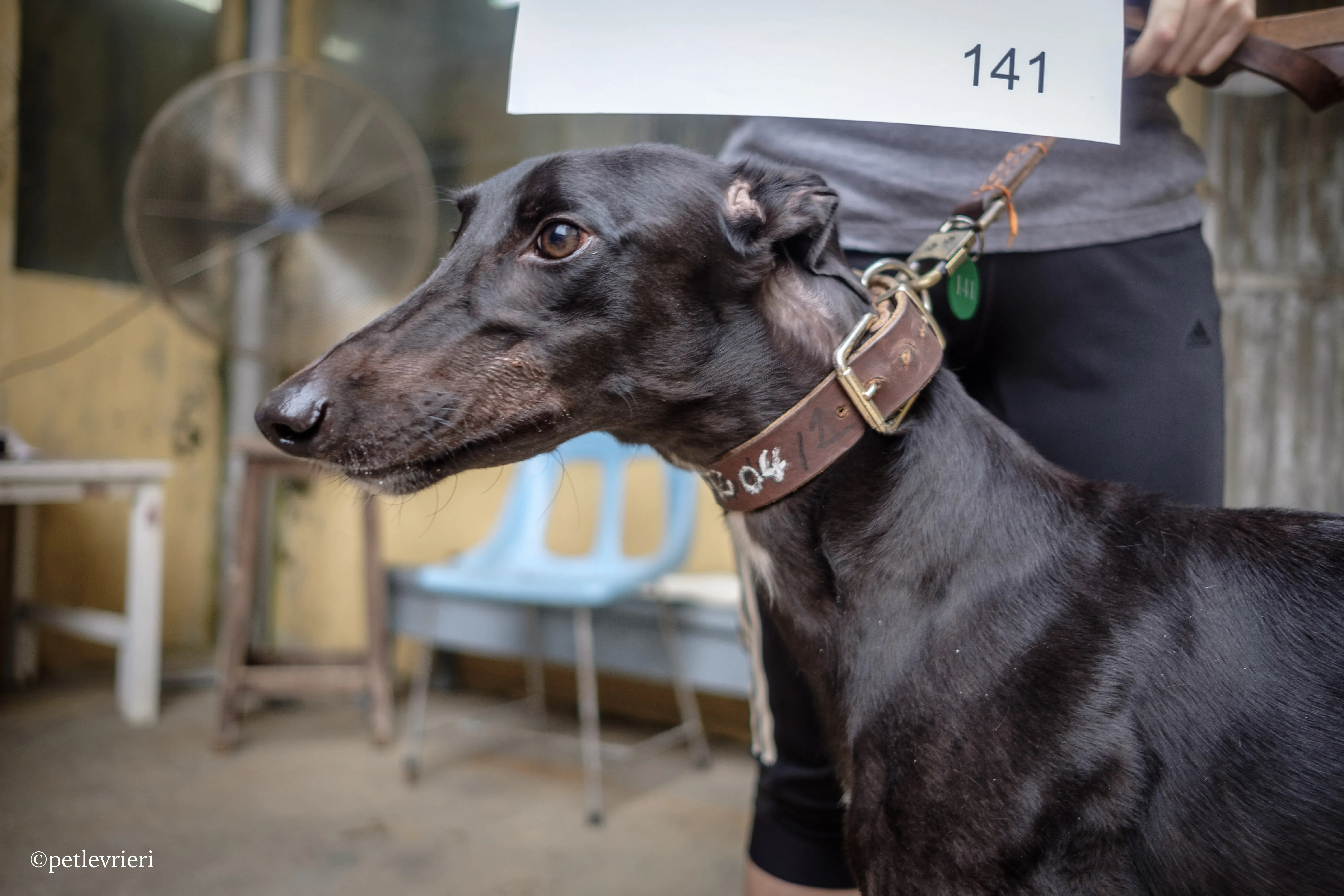 kobe adozione greyhound macao 12