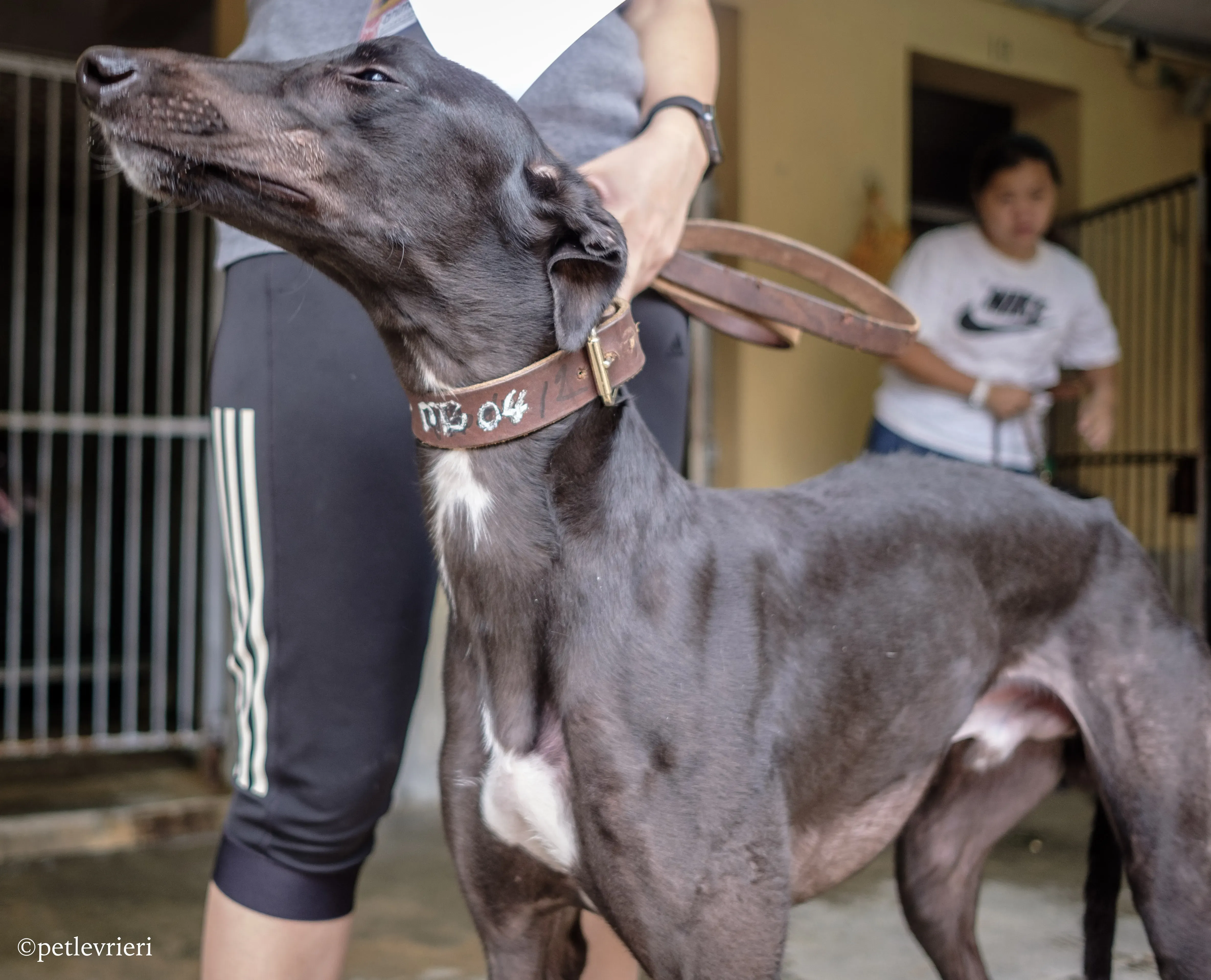kobe adozione greyhound macao 13