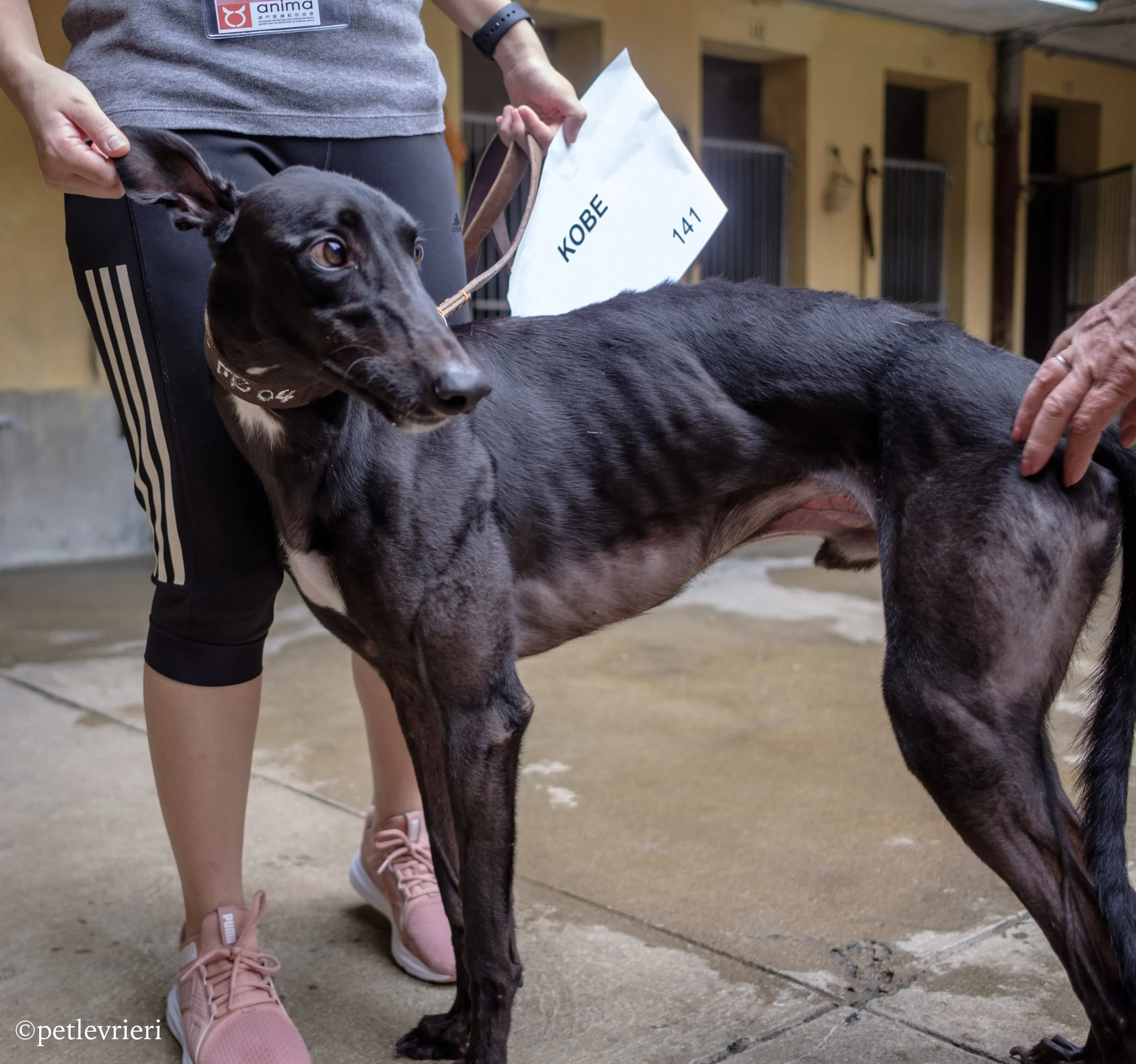 kobe adozione greyhound macao 2