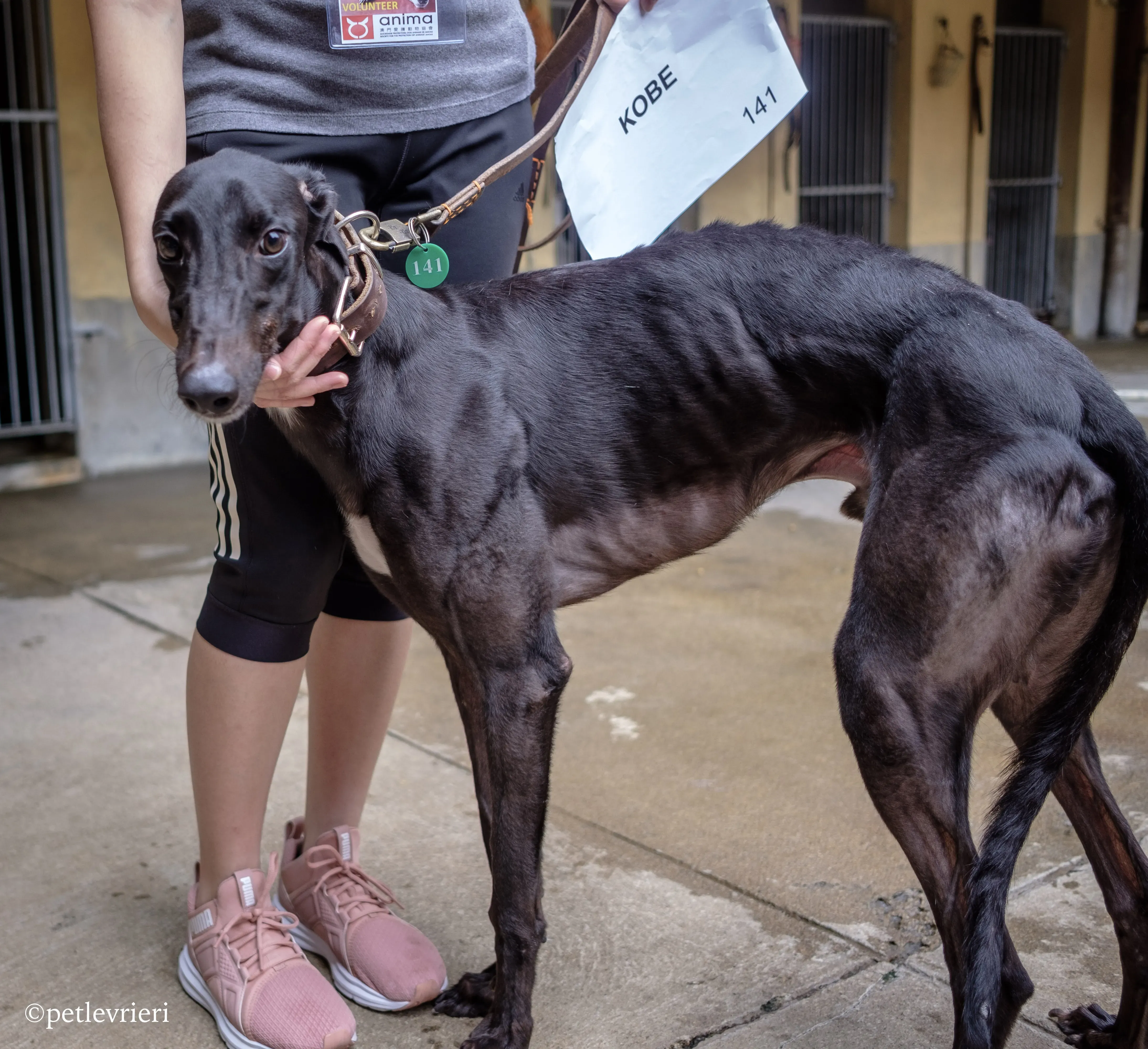 kobe adozione greyhound macao 3