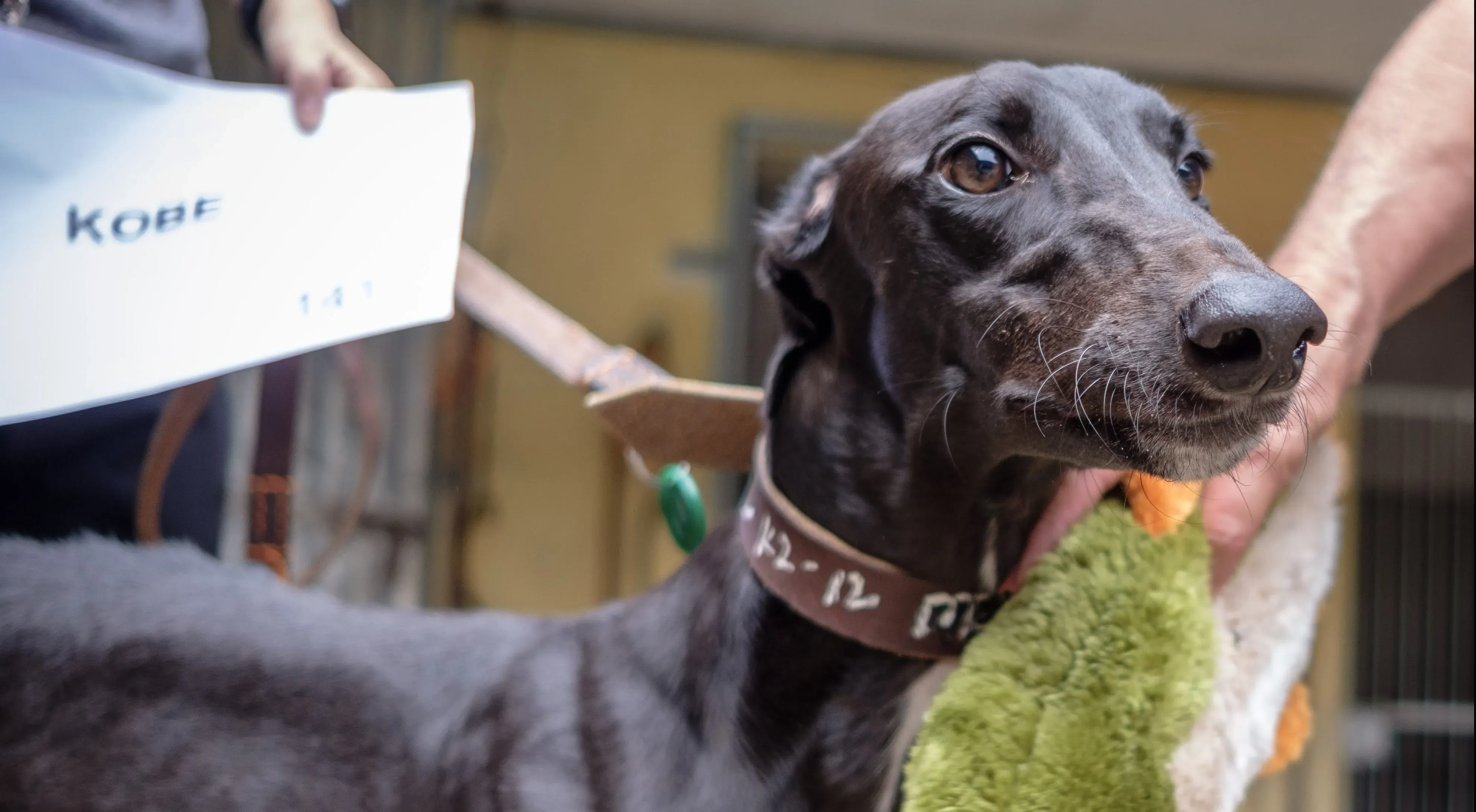 kobe adozione greyhound macao 4 e1543358722357