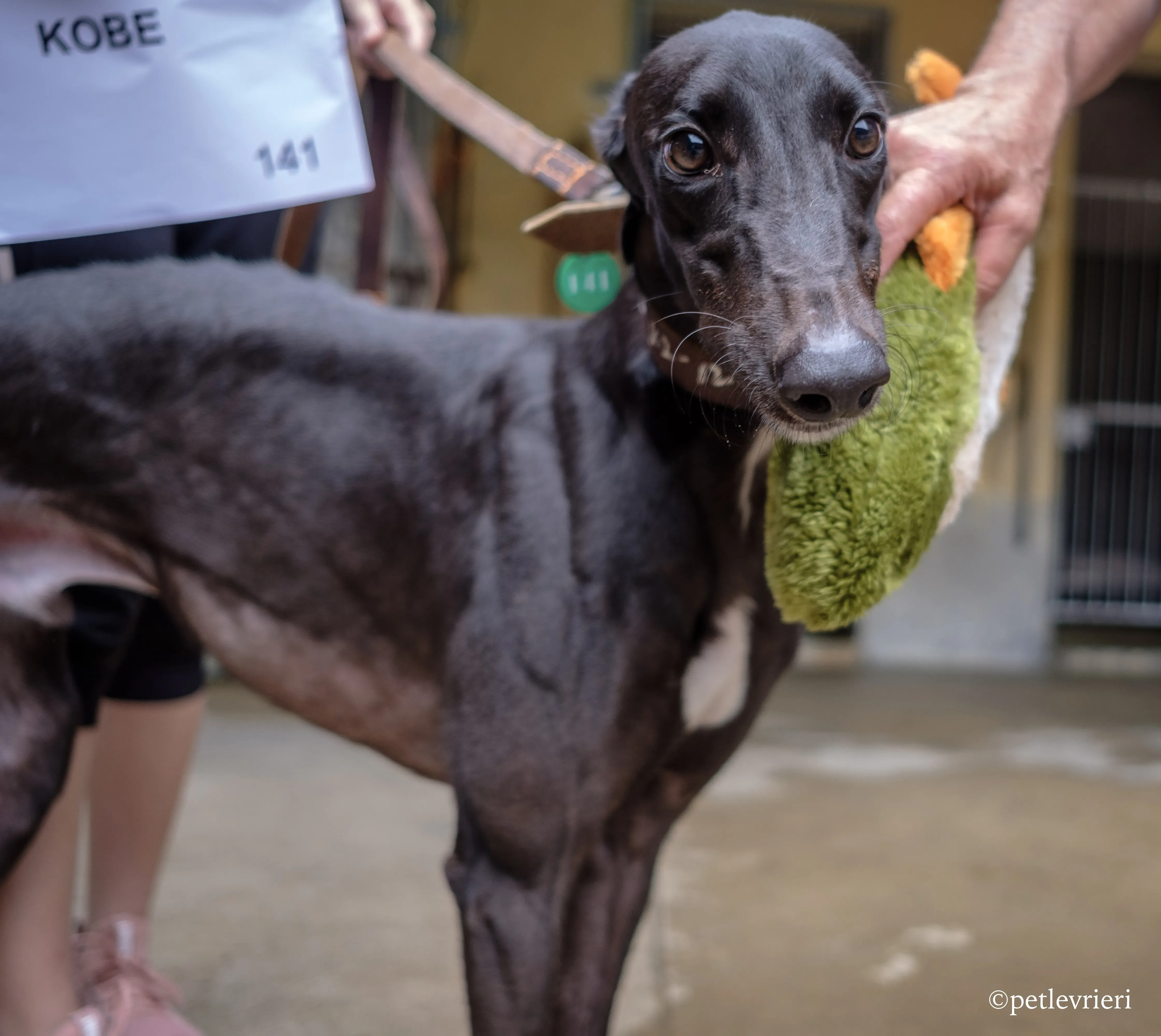 kobe adozione greyhound macao 5