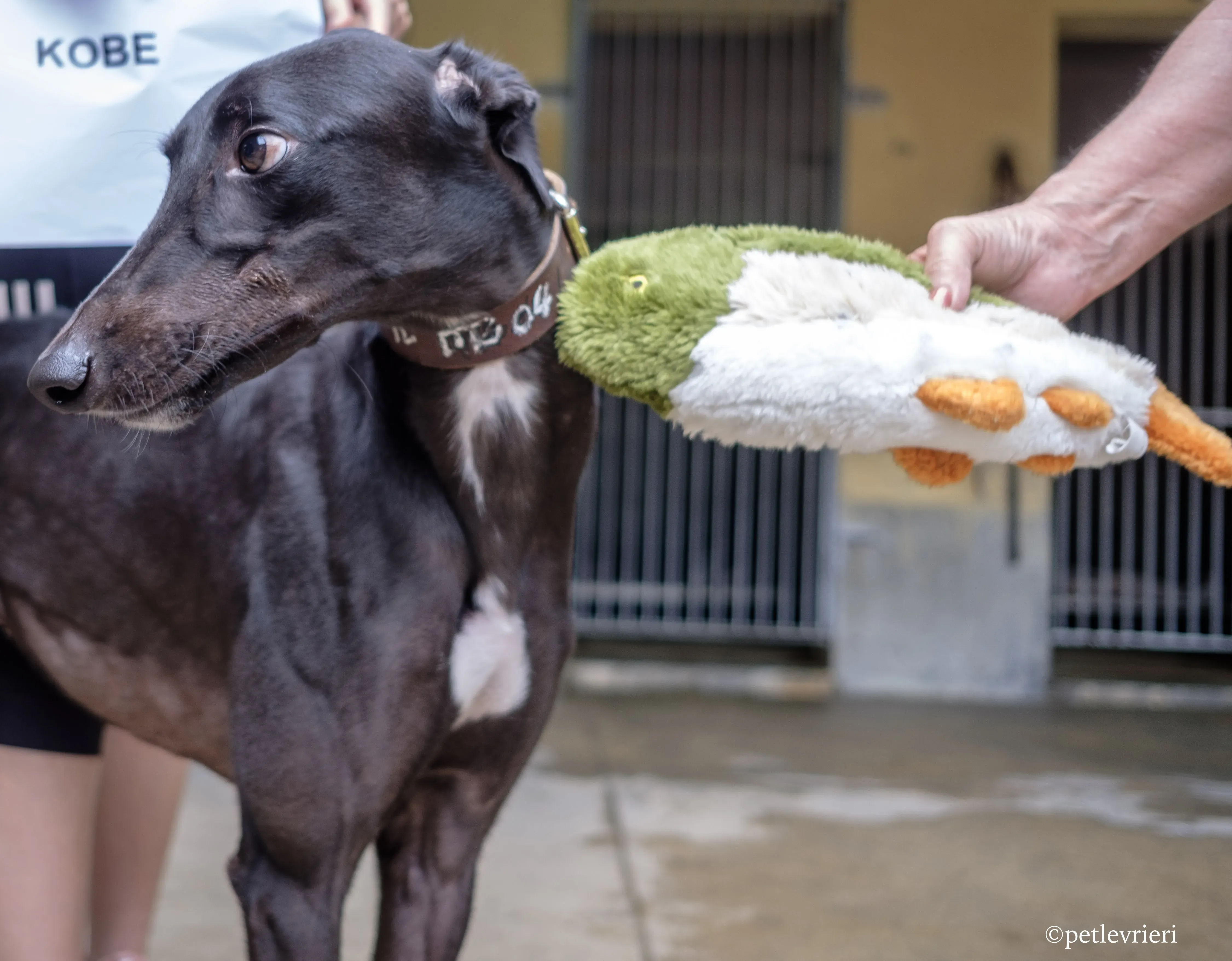 kobe adozione greyhound macao 6